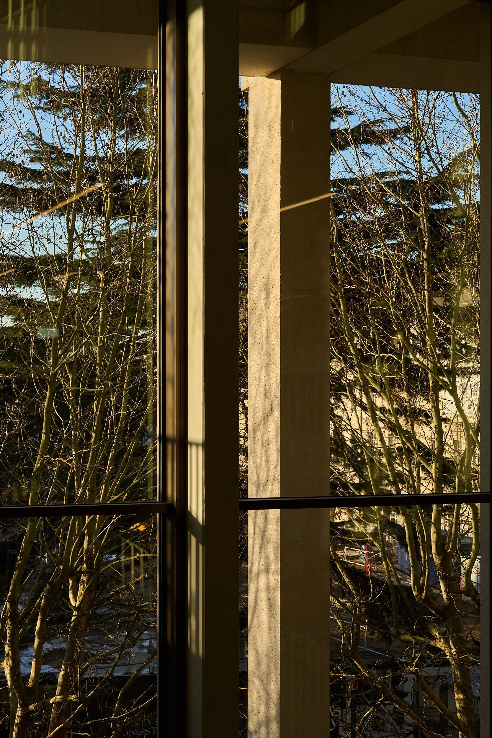 View through a window showing tree branches outside on a sunny day.