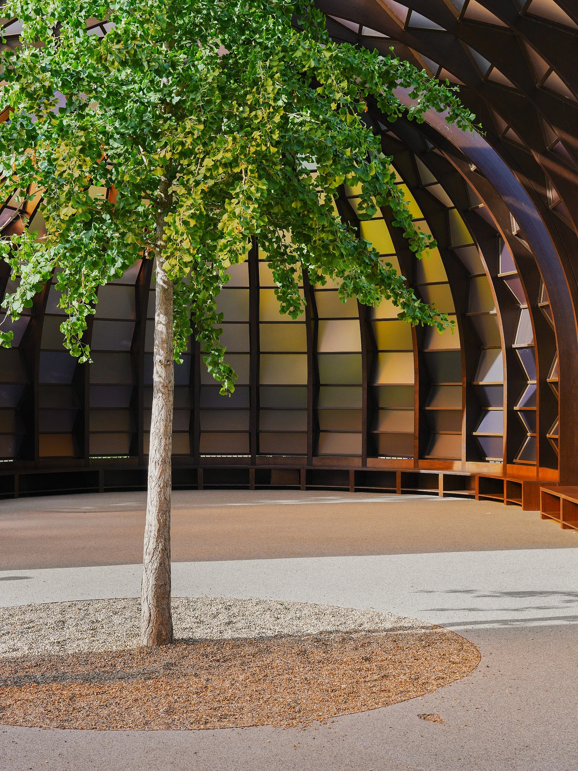 An indoor space with a large green tree in front of a curved, multi-colored glass wall. The tree is planted in a circular bed of gravel, surrounded by a concrete floor.