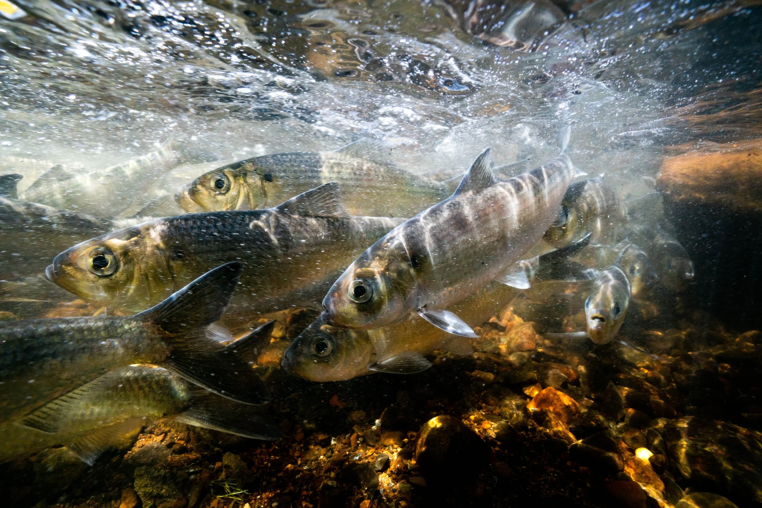 Regional Sea Run Fish StoryMap Published