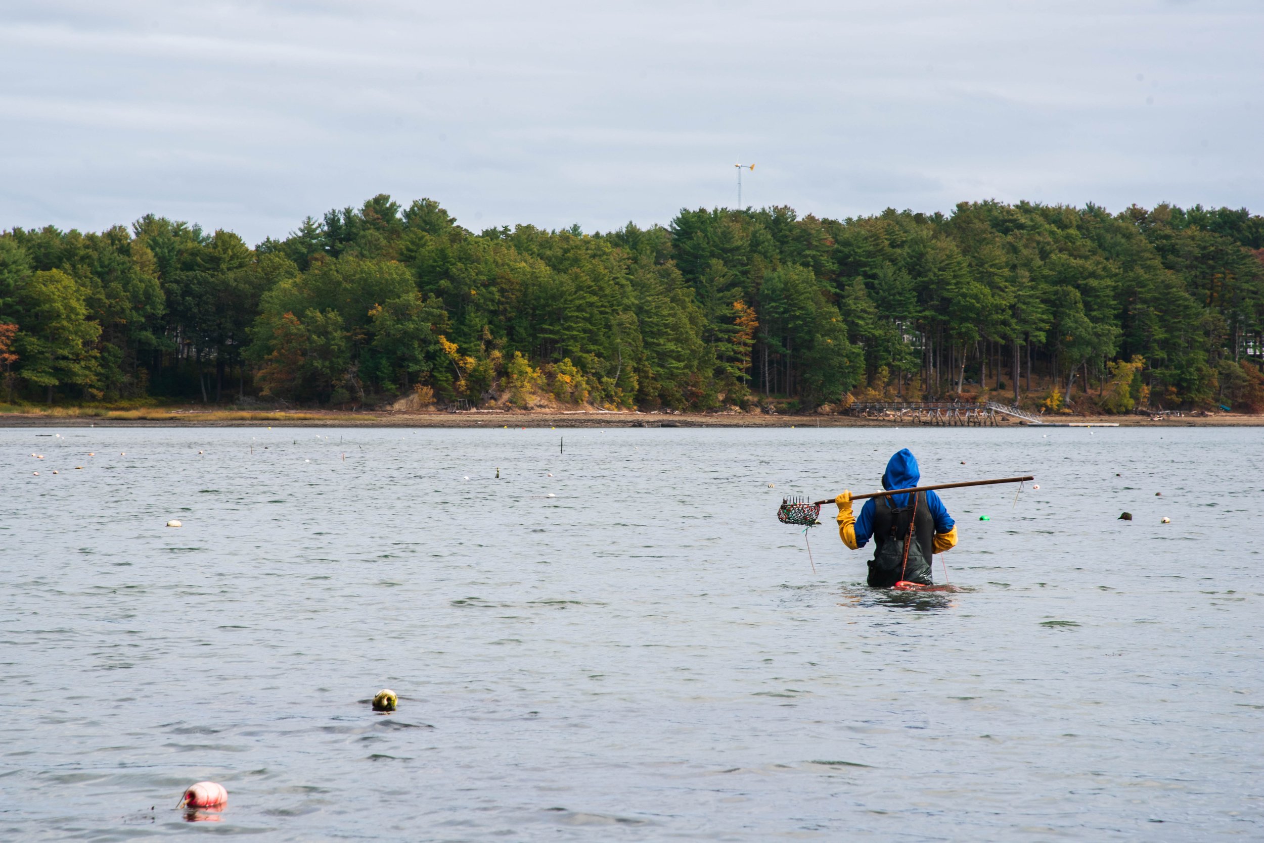 An oyster farmer wades away from the camera in waist deep water holding an oyster rake.