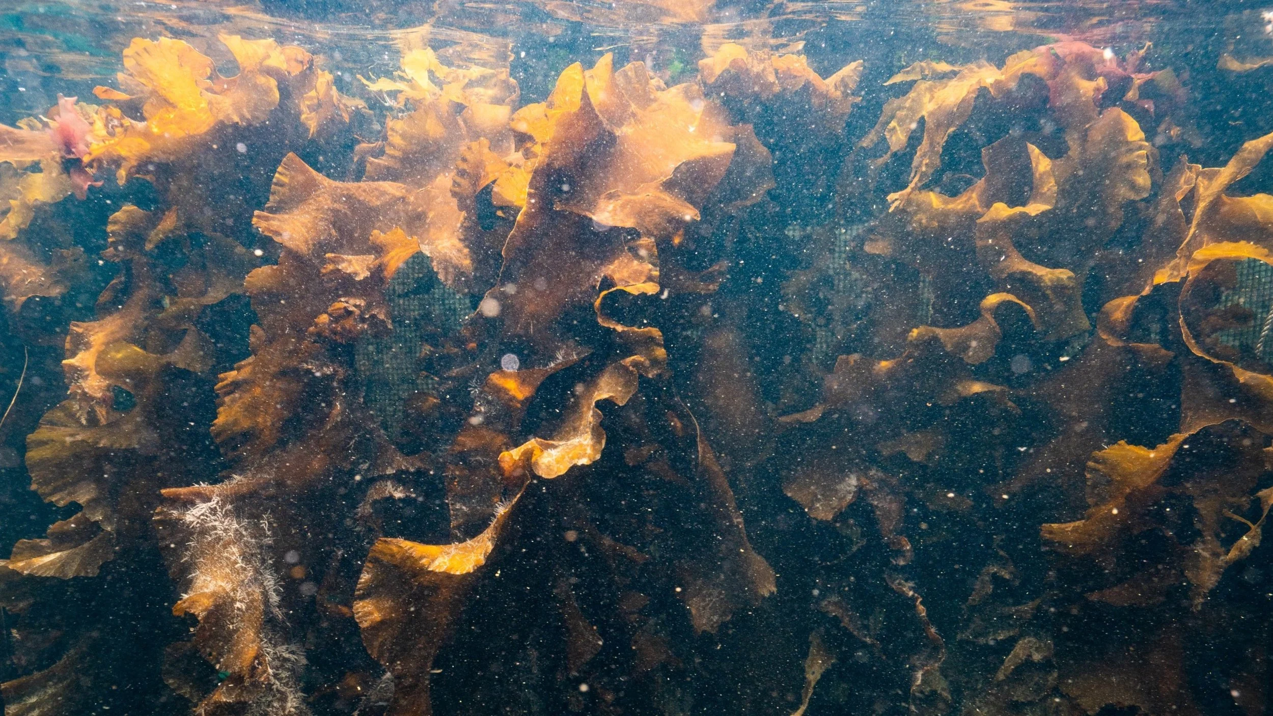 Regional Aquaculture Hubs