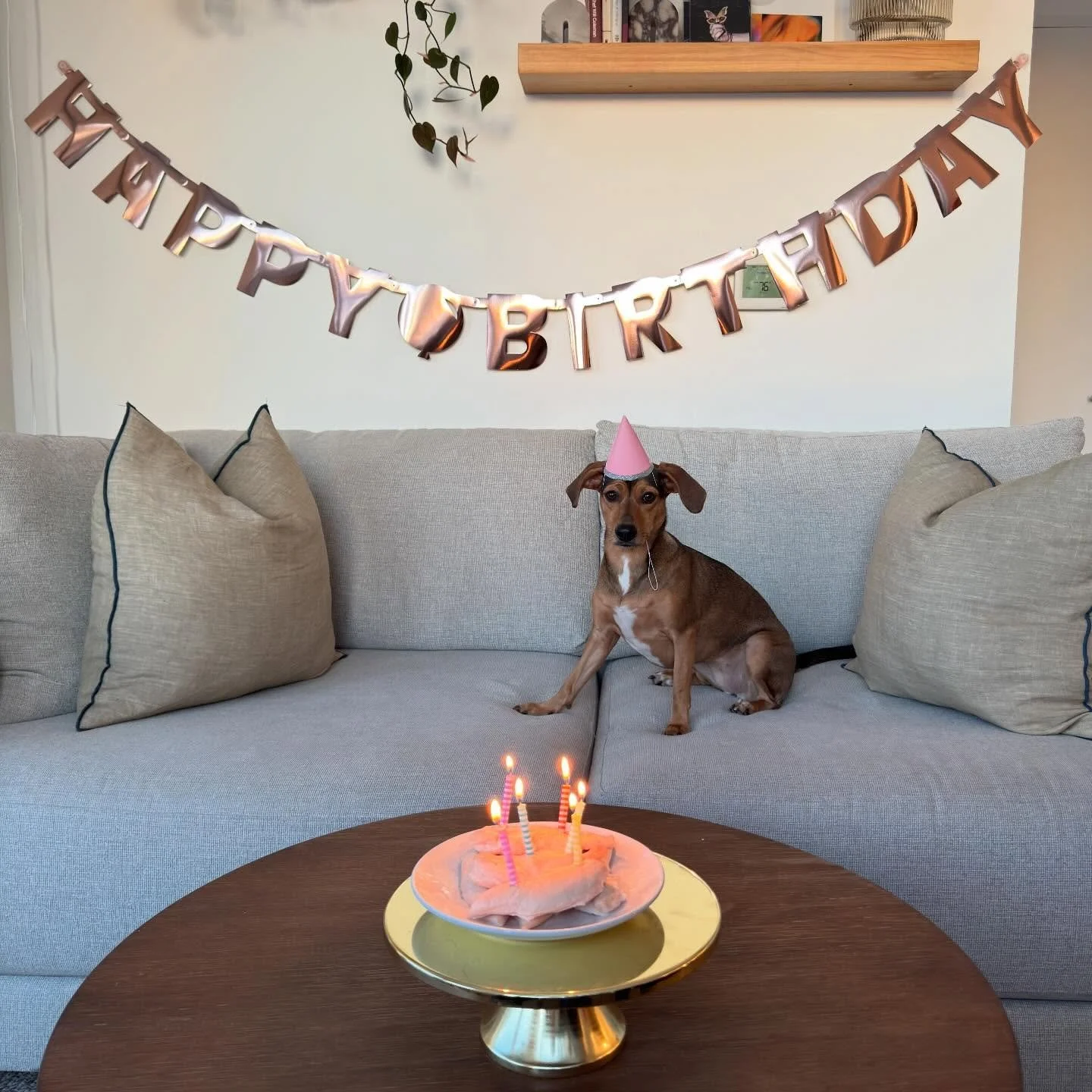 SALLY IS 2!!! 🎂💕🐶👑💖✨😭🥹

&amp; yes that is a &ldquo;cake&rdquo; of organic unseasoned chicken breast