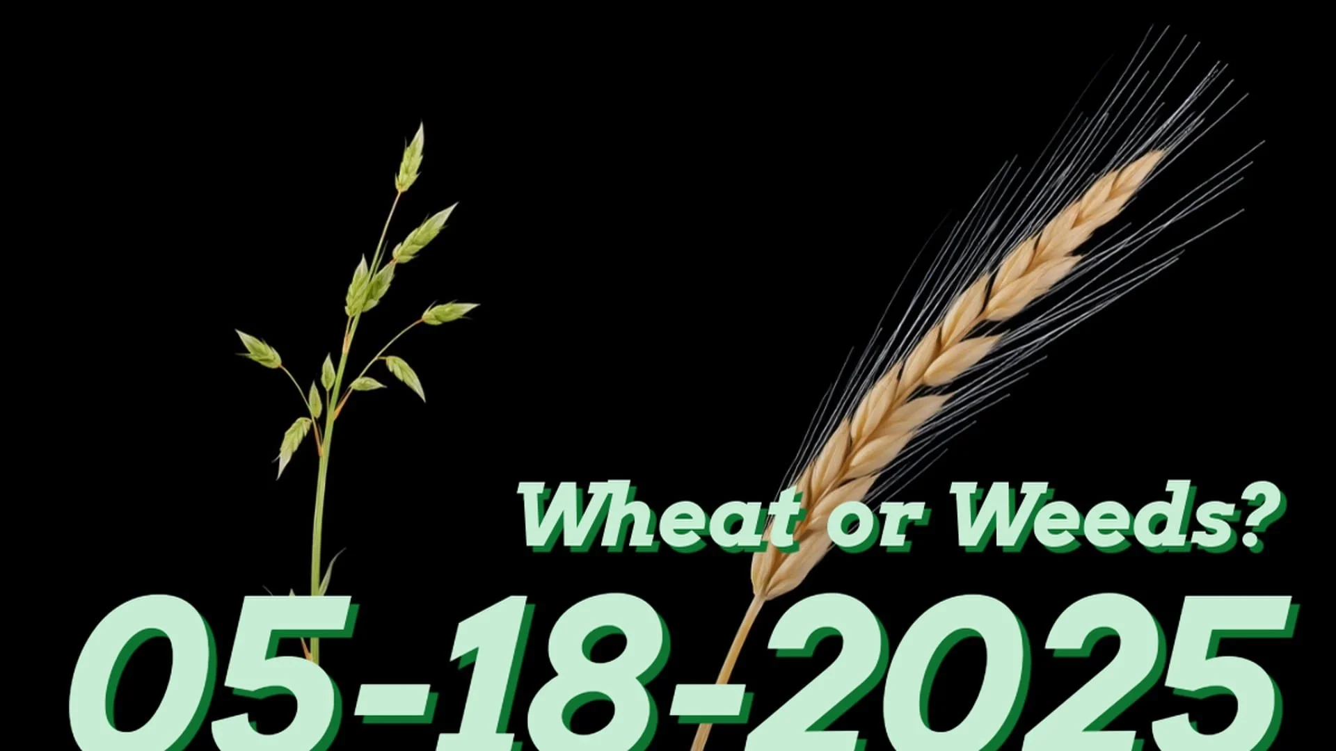Wheat or Weeds?