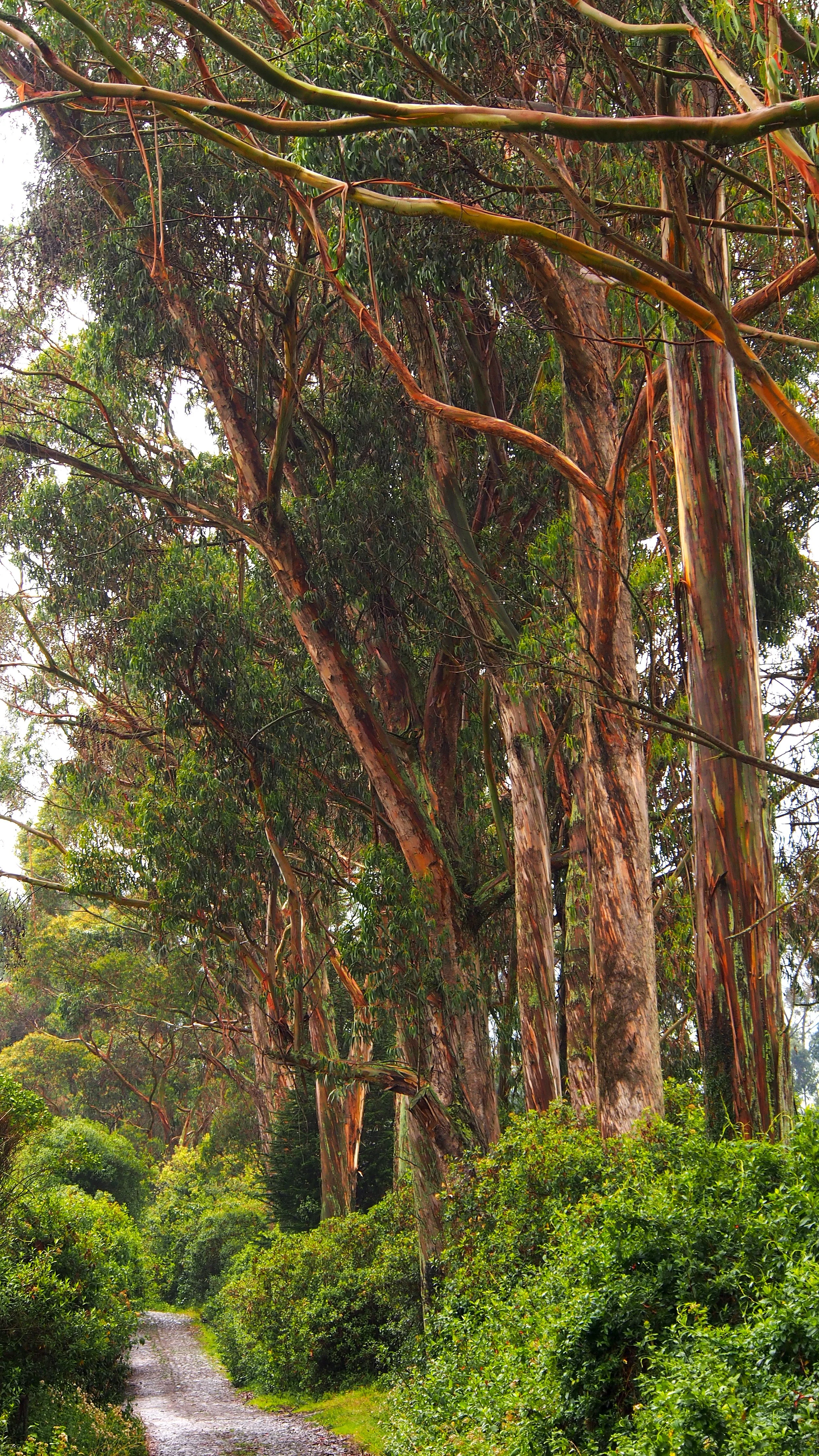 A forest path surrounded by tall, large trees with reddish-brown bark and green foliage.