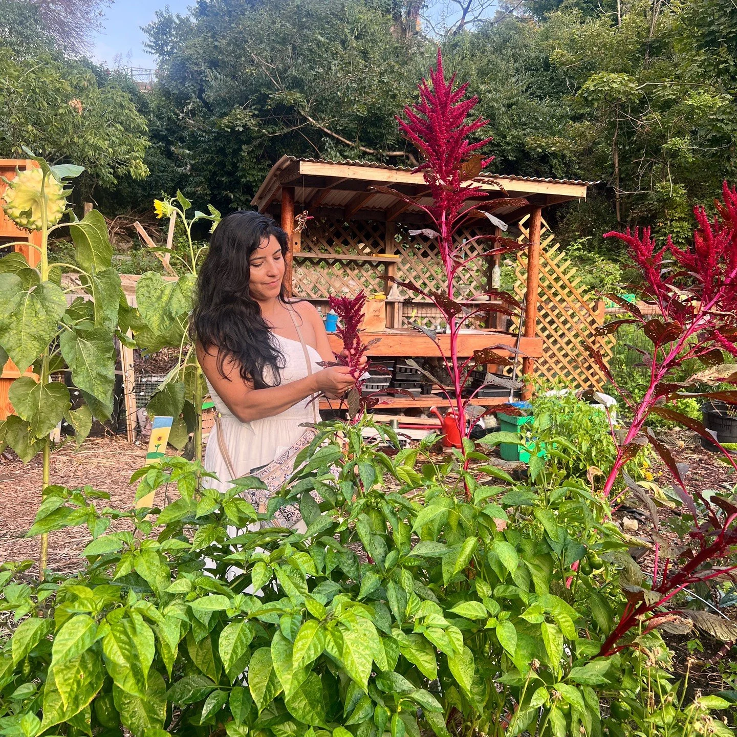 As we step into the New Year, we recommit to care. ✨
The Newburgh Sanctuary is a BIPOC-centered healing garden rooted in love, justice, and care for the Earth. Since 2020, we&rsquo;ve transformed public land into spaces of nourishment, healing, and b