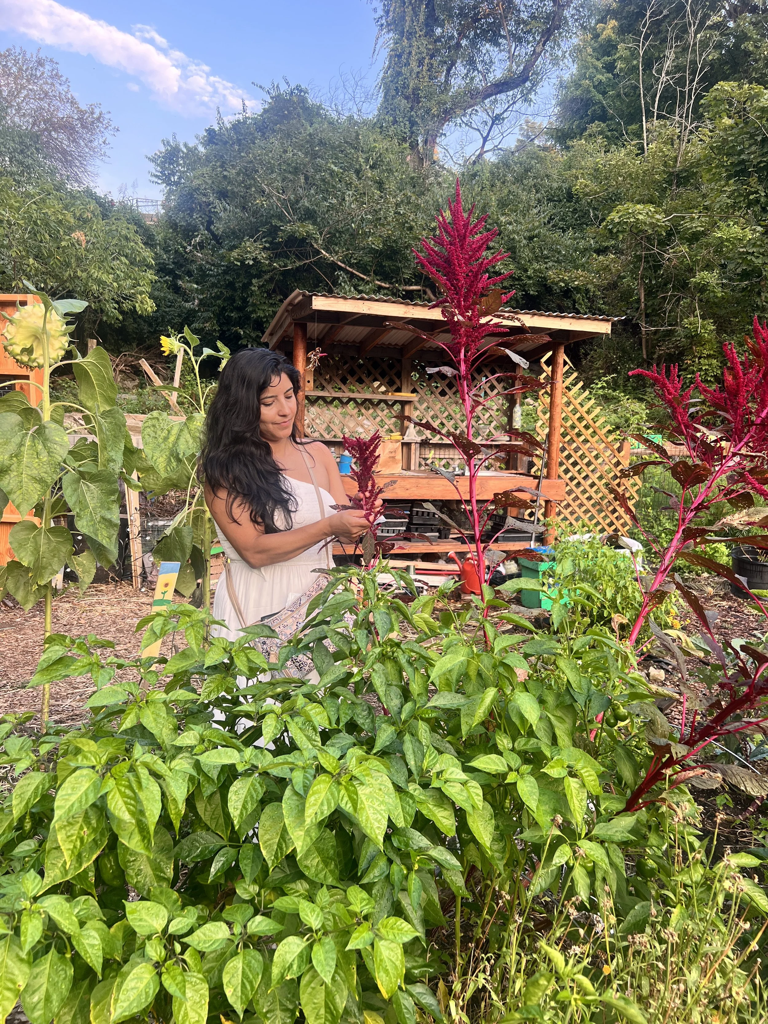 harvesting amaranth_0541.JPG