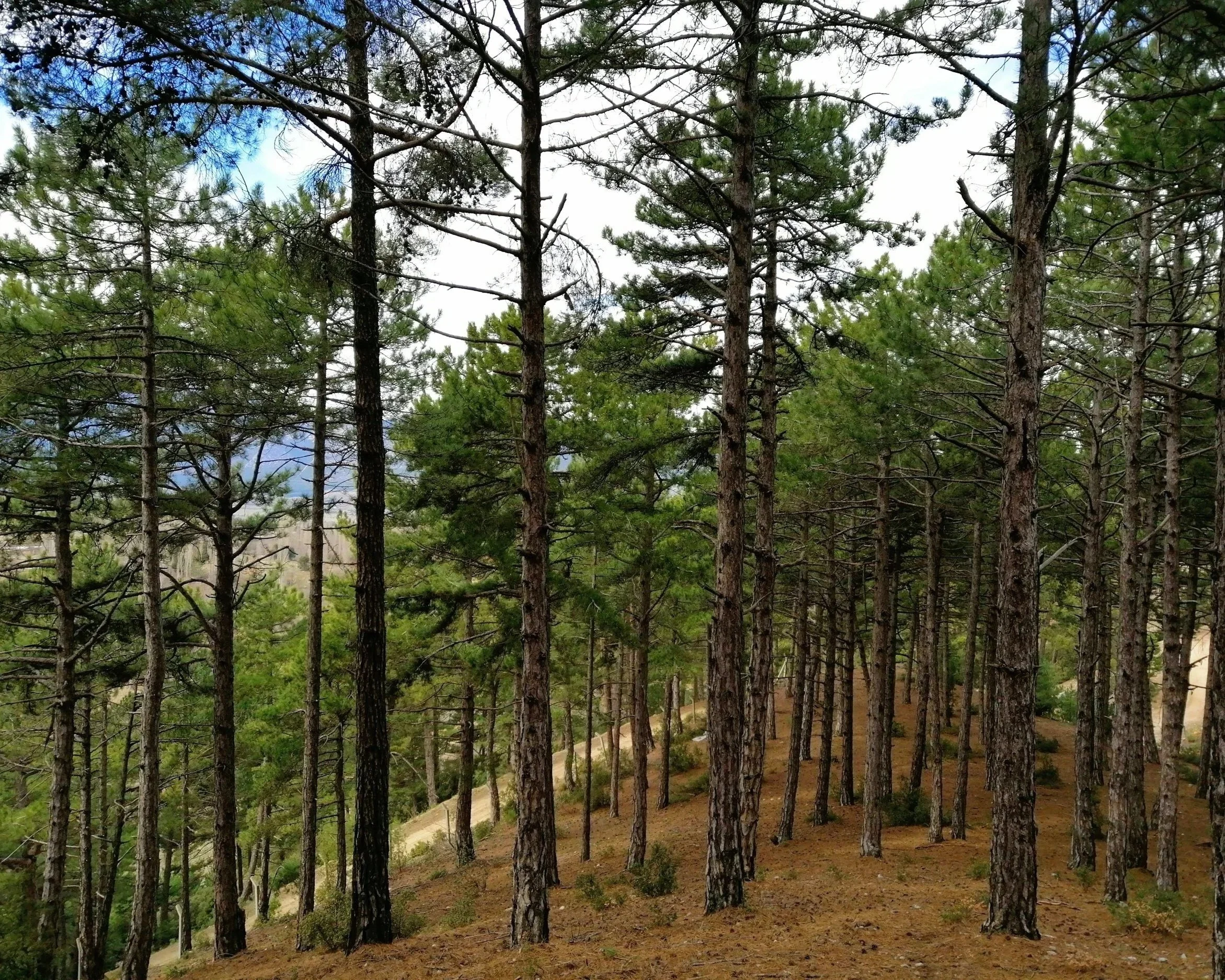 A forest of tall pine trees on a sloped hillside with a dirt ground and patches of green undergrowth, under a partly cloudy sky.