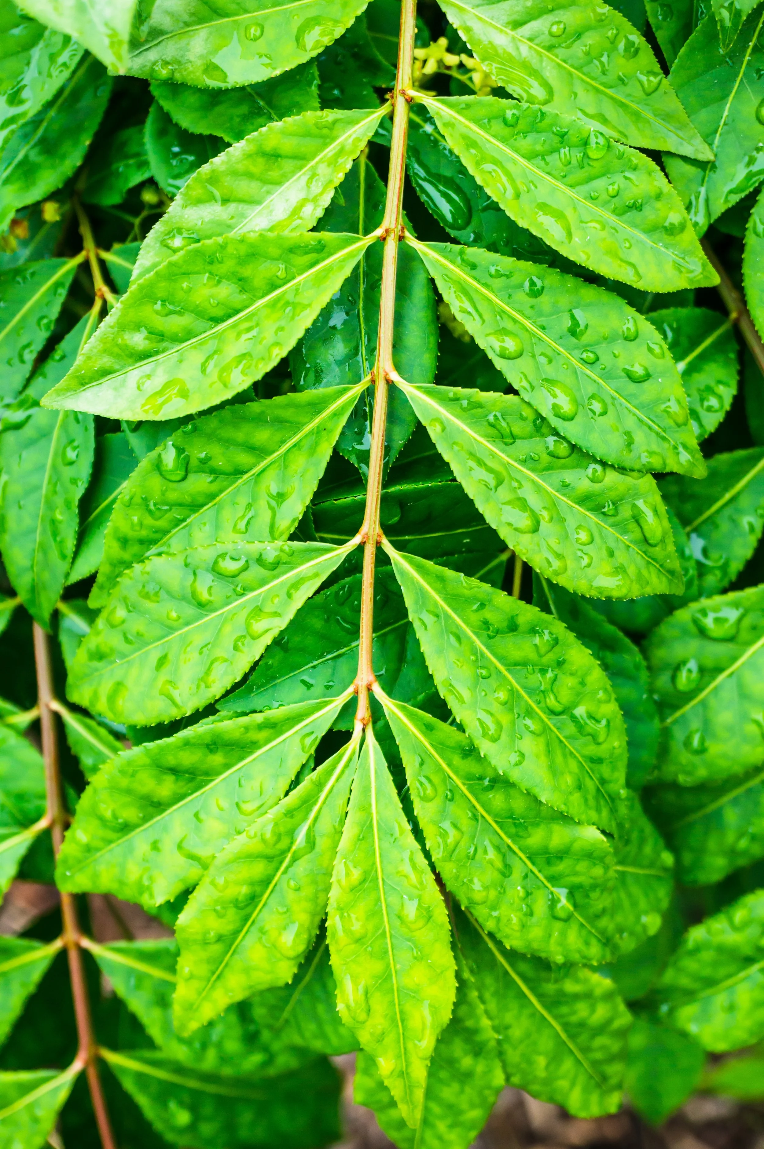 Green leaves with water droplets on them