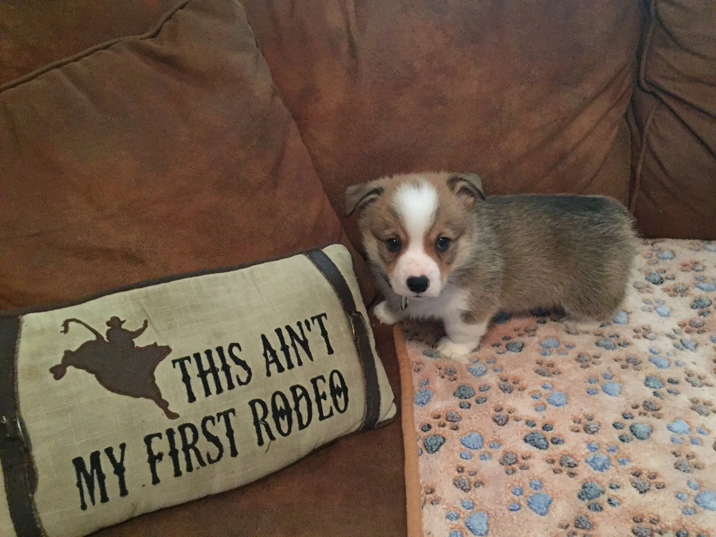 This ain't my first rodeo.