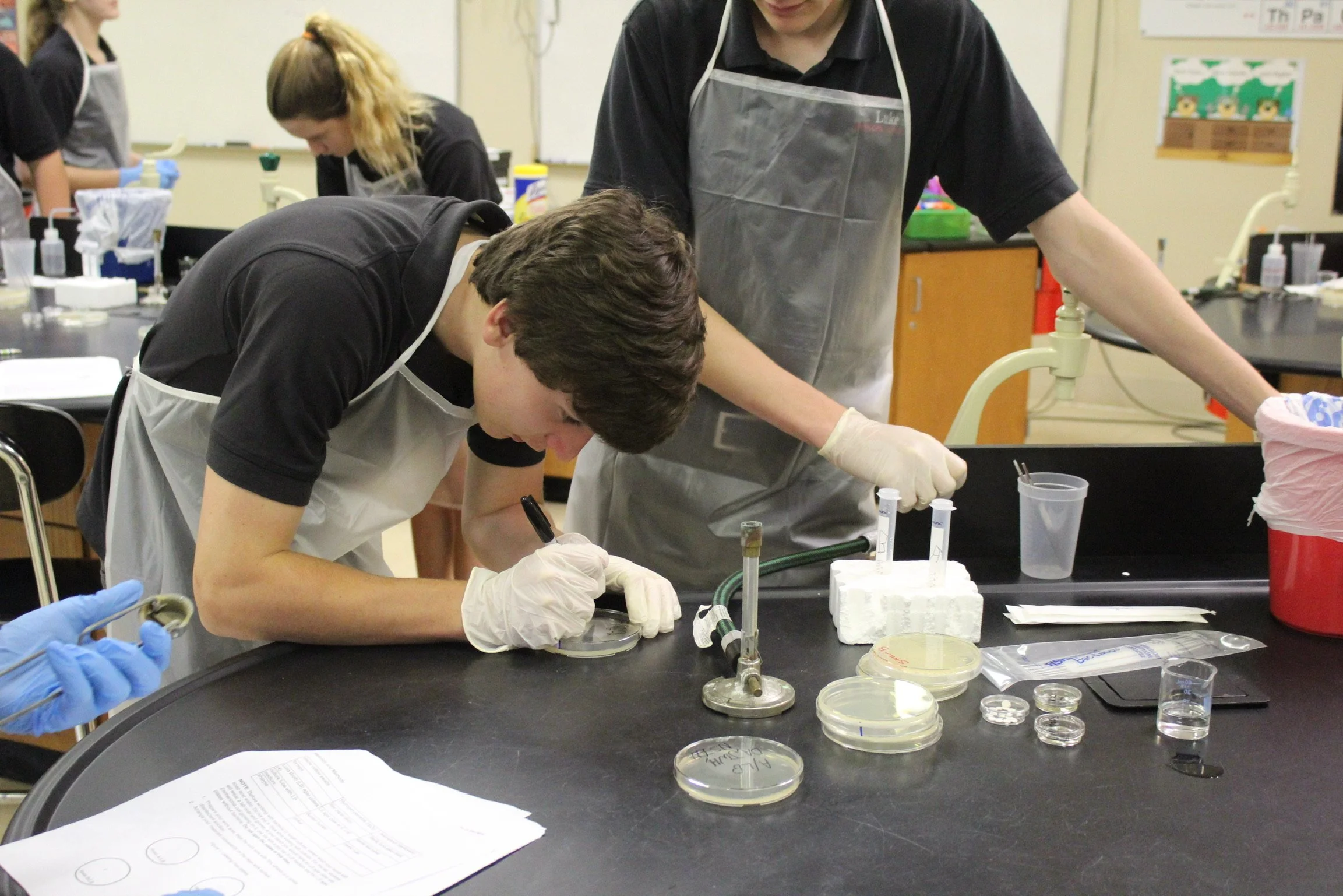 Students working in a science laboratory, wearing gloves and aprons, conducting experiments with petri dishes and laboratory equipment at a black lab table.