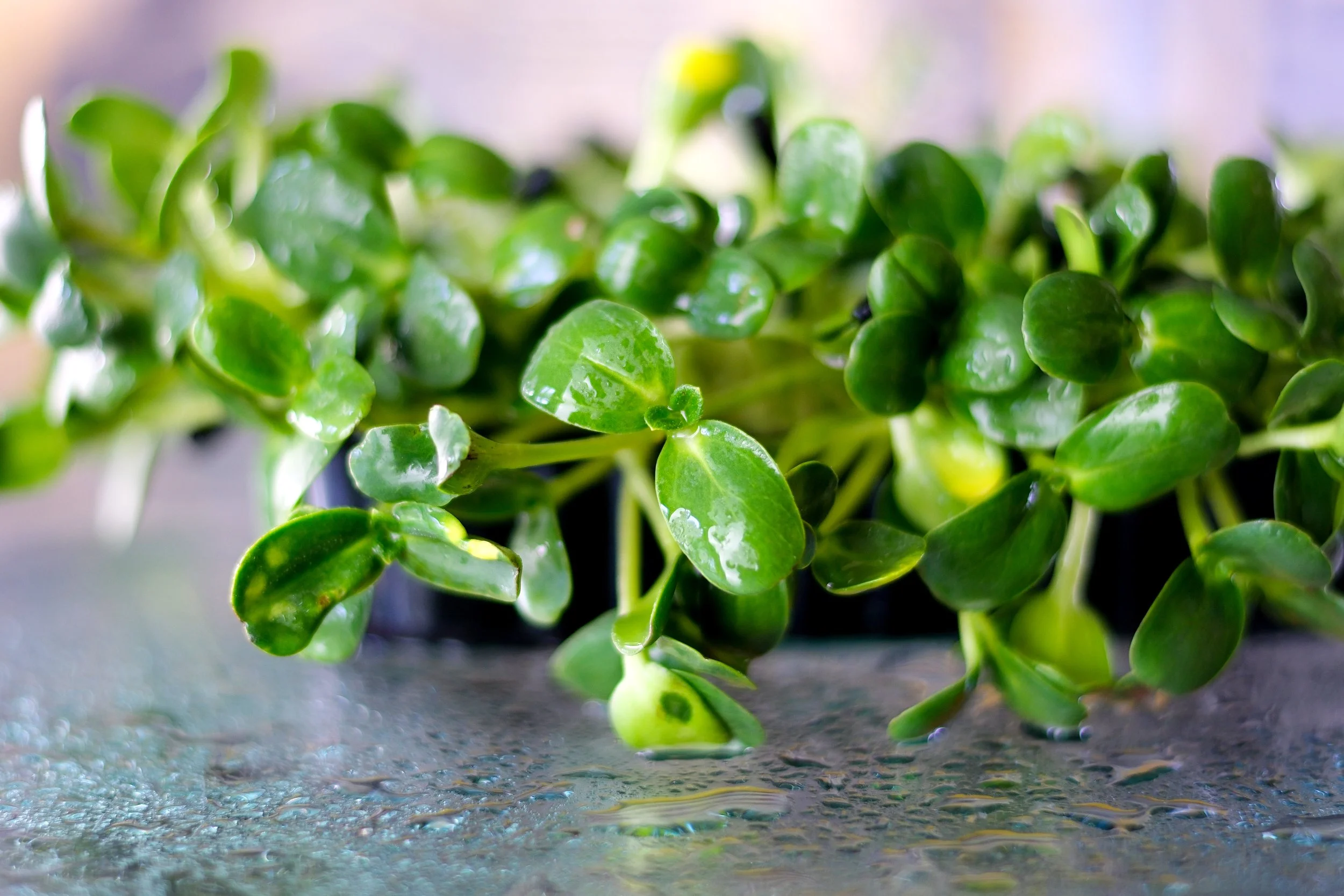 Close-up of a green potted plant with glossy rounded leaves resting on a wet surface.