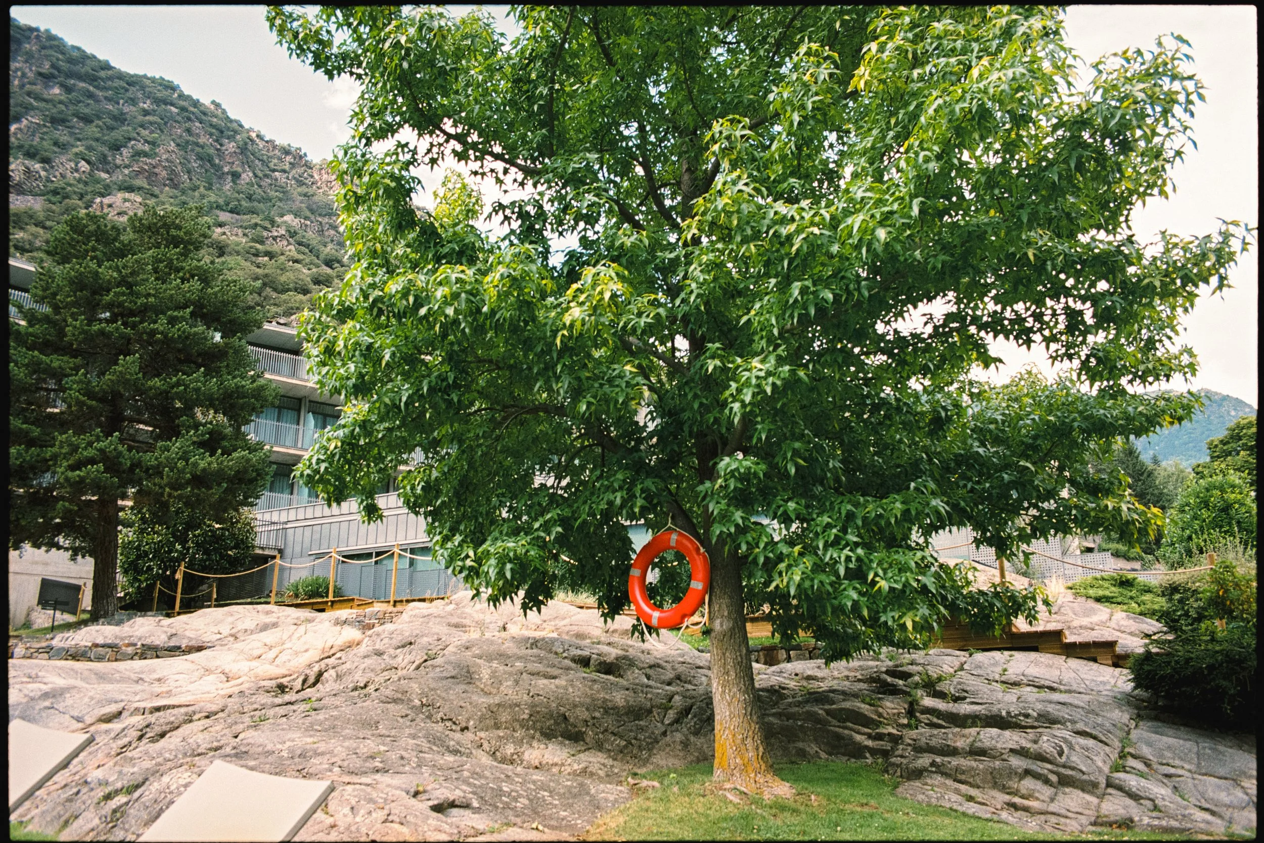Árbol en un área al aire libre con una roca de fondo, además de una estructura de edificio a la izquierda. Un salvavidas naranja cuelga en la rama central del árbol.