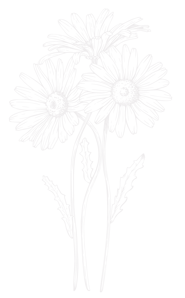 Line drawing of three daisies with long stems and serrated leaves on a black background.
