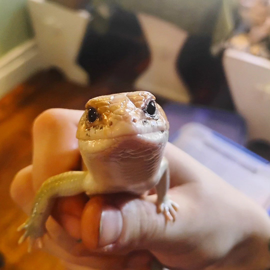 Close-up of a yellow and white leopard gecko being held by a person's hand, with a blurred background showing a cage.
