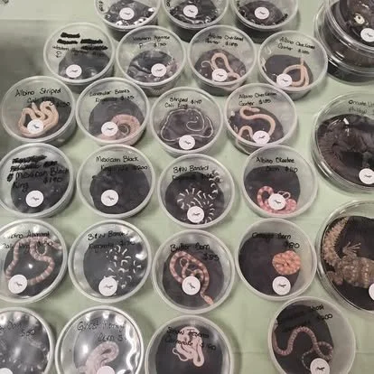 East Coast Reptile Super Expo