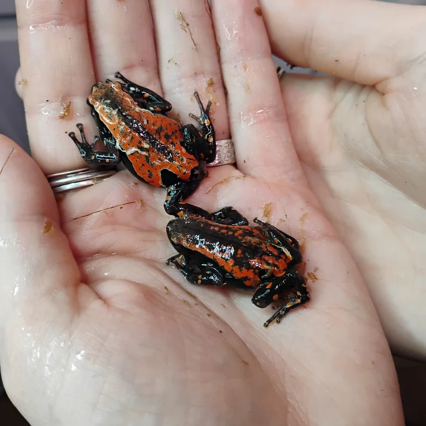 20251210105535.996-1000008161-856x856c (1).webp