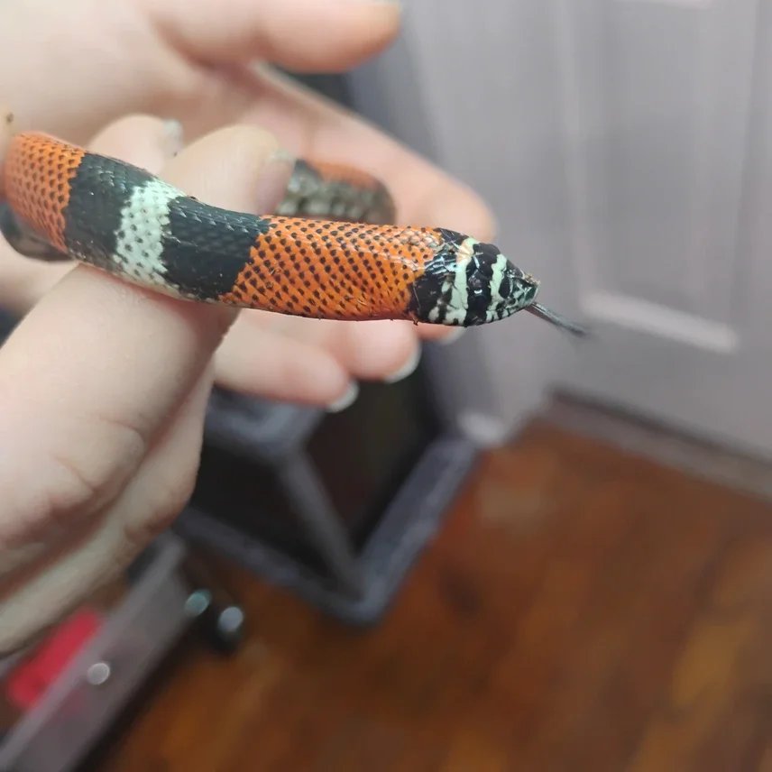 20251212131046.37-1000008256-856x856c (1).webp