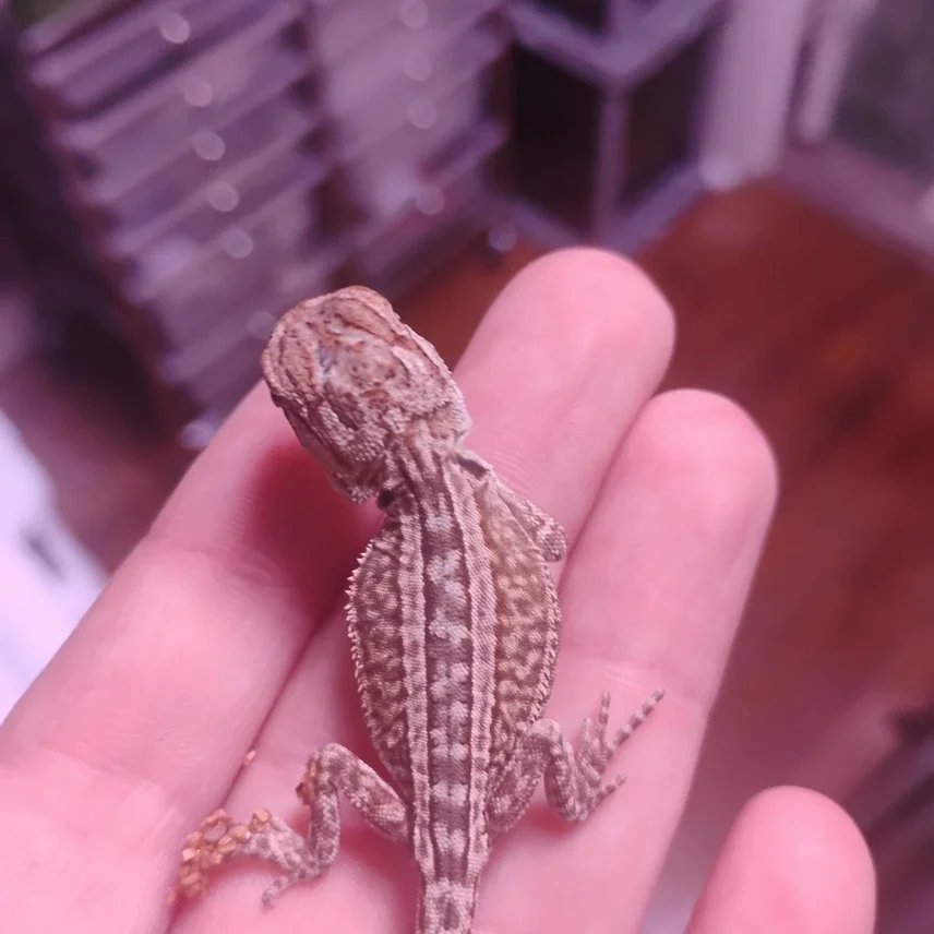 20260119190530.726-1000008449-856x856c (1).webp