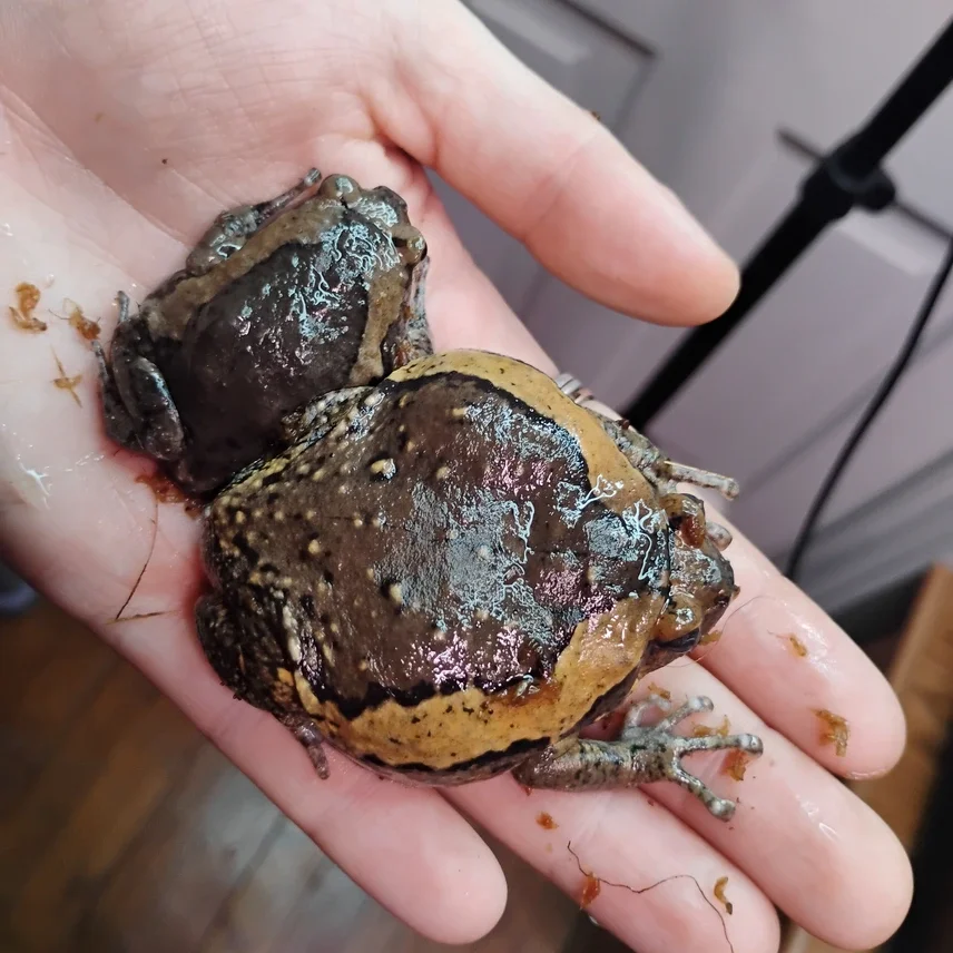 20251210105746.235-1000008159-856x856c (1).webp