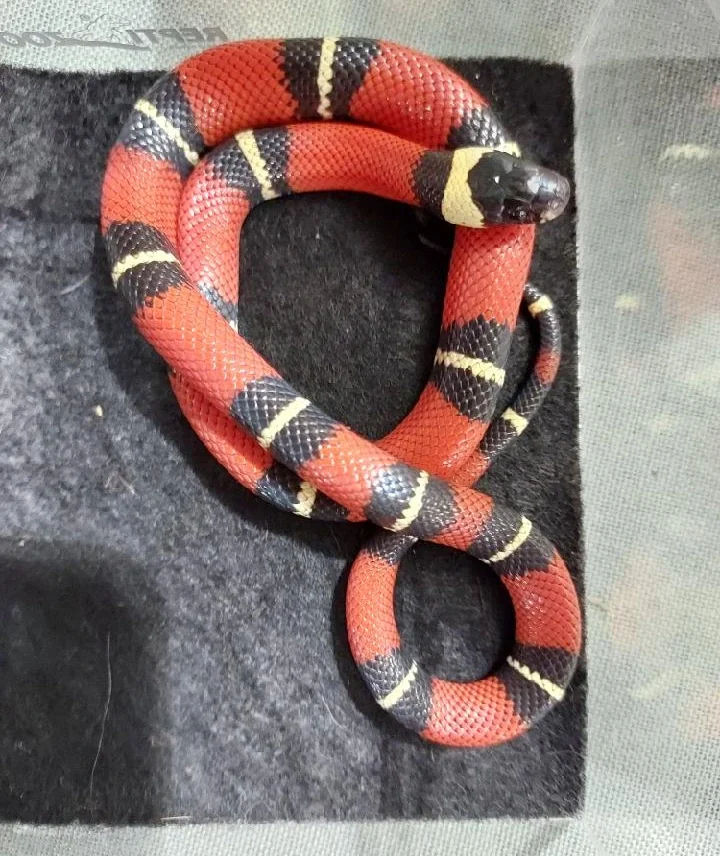 Sinaloan Milksnake