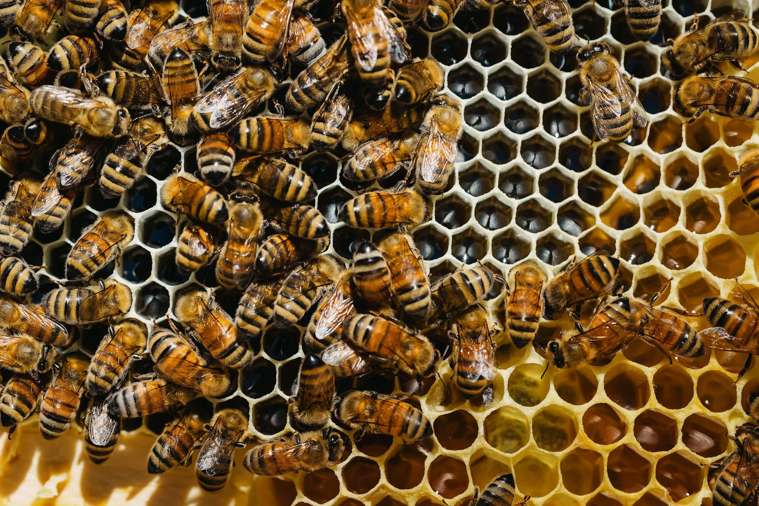 Close-up of honeybees on a honeycomb with hexagonal cells.