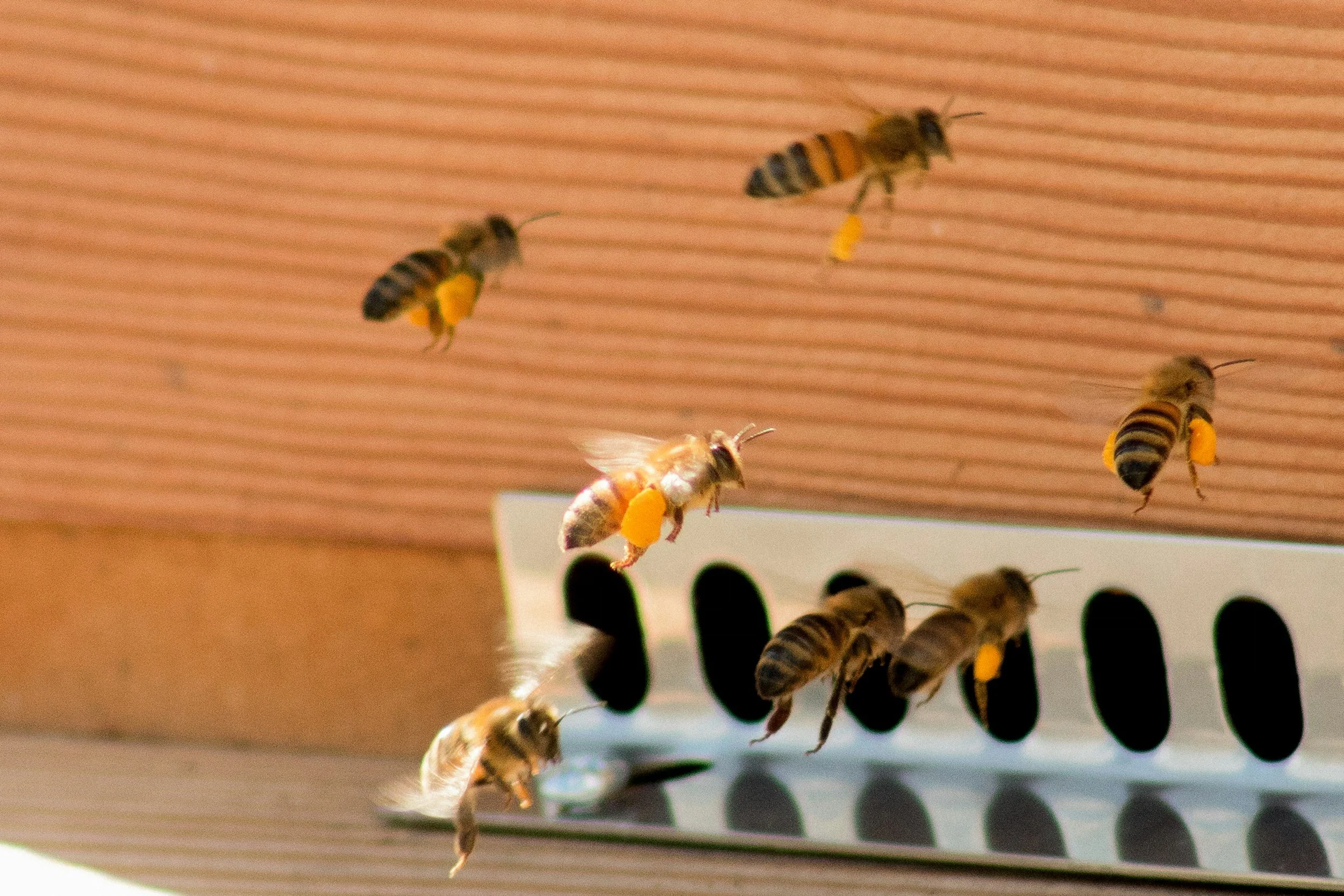 Bees flying around and near a hive entrance with a wooden background.