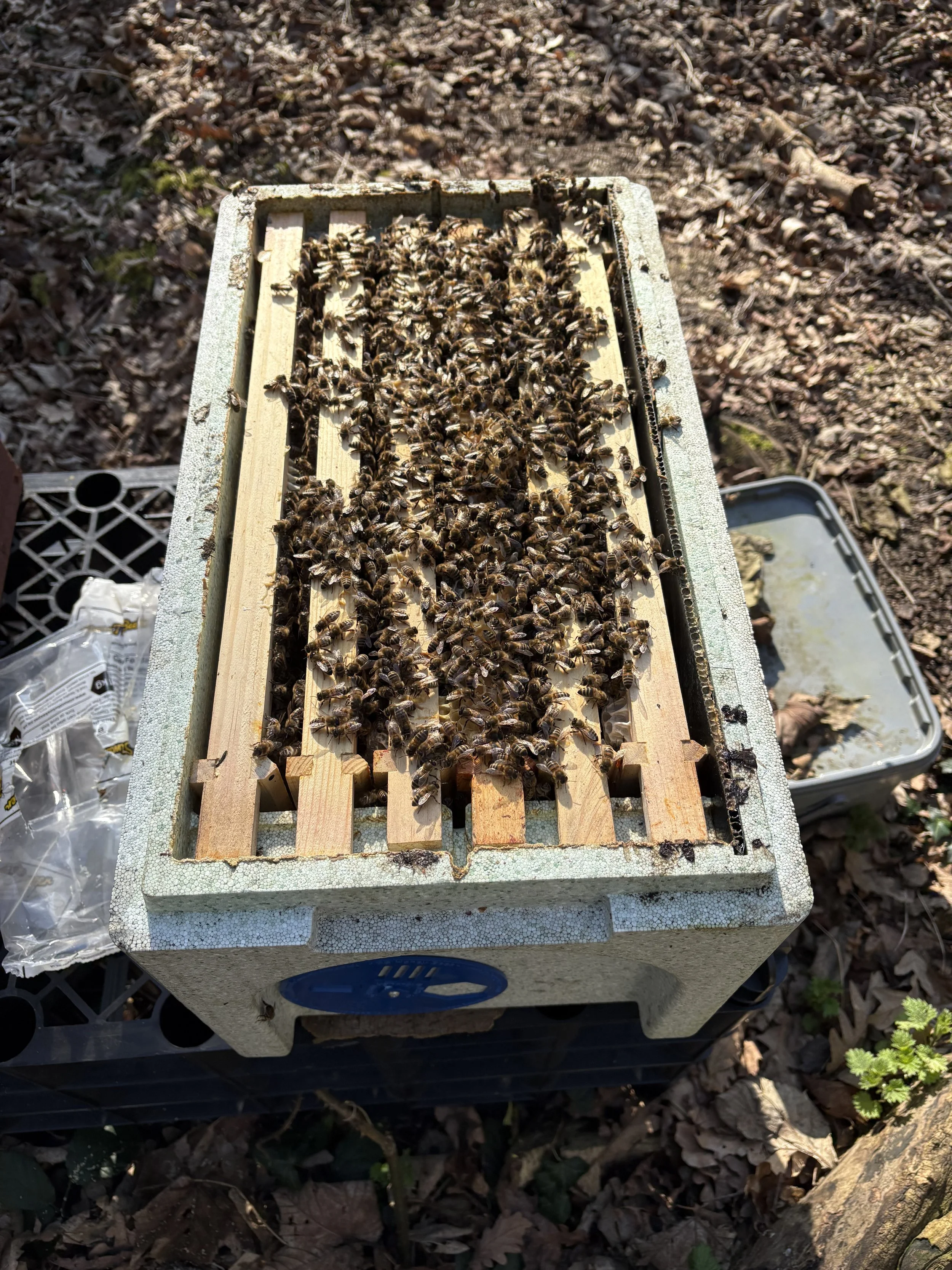 Nucleus Colonies - National