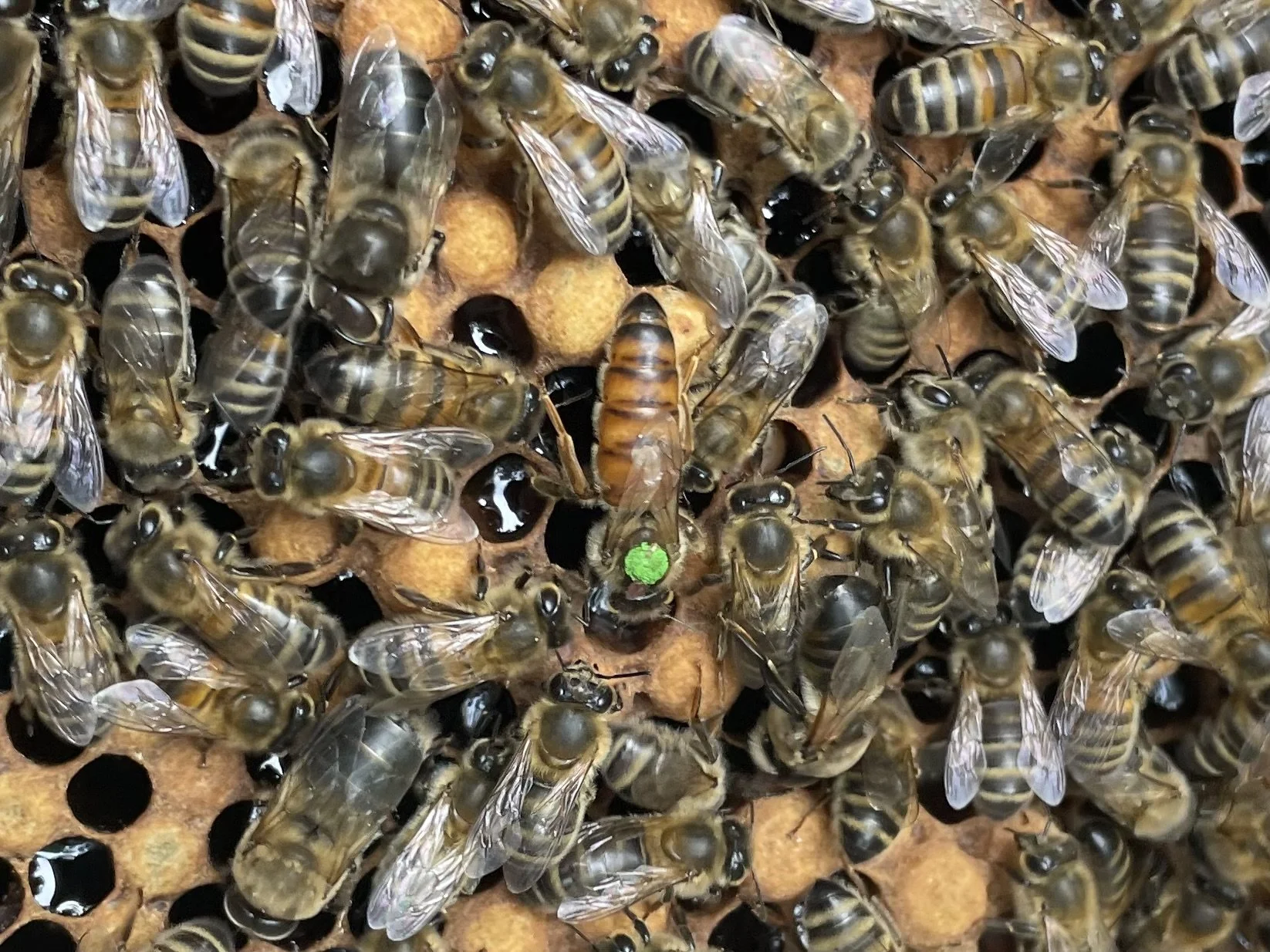 Locally Mated Buckfast Queens