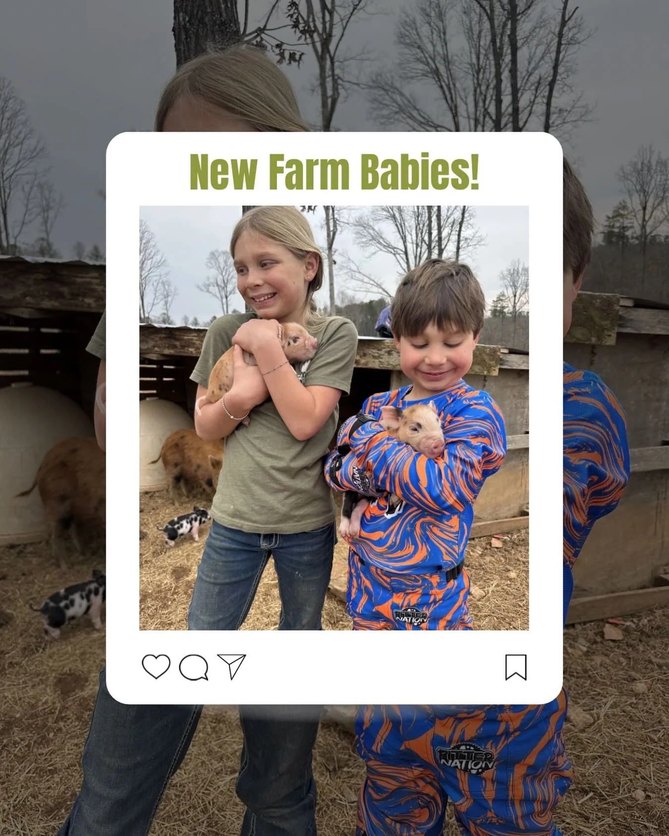 New farm babies have officially stolen the spotlight! 🐷💕

Nothing sweeter than tiny snouts, little pink noses, and the biggest smiles to match! 

These piglets are settling in just fine! They getting all the cuddles and already running the place li