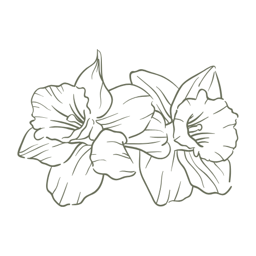 Line drawing of two morning glory flowers with leaves on a black background.