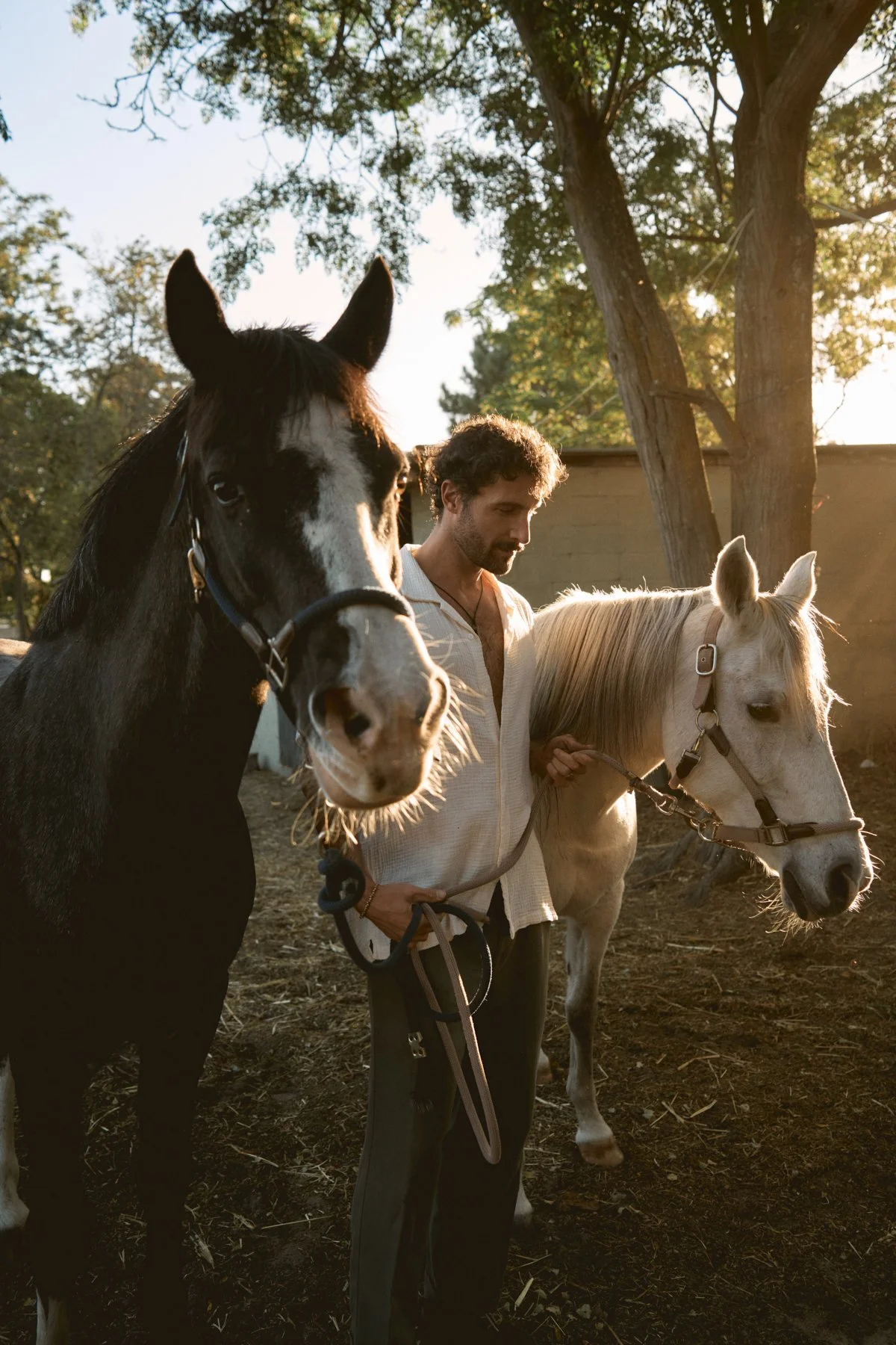 A man holding the reins of two horses, one black and white and the other light-colored, stands outdoors near a tree during sunset.