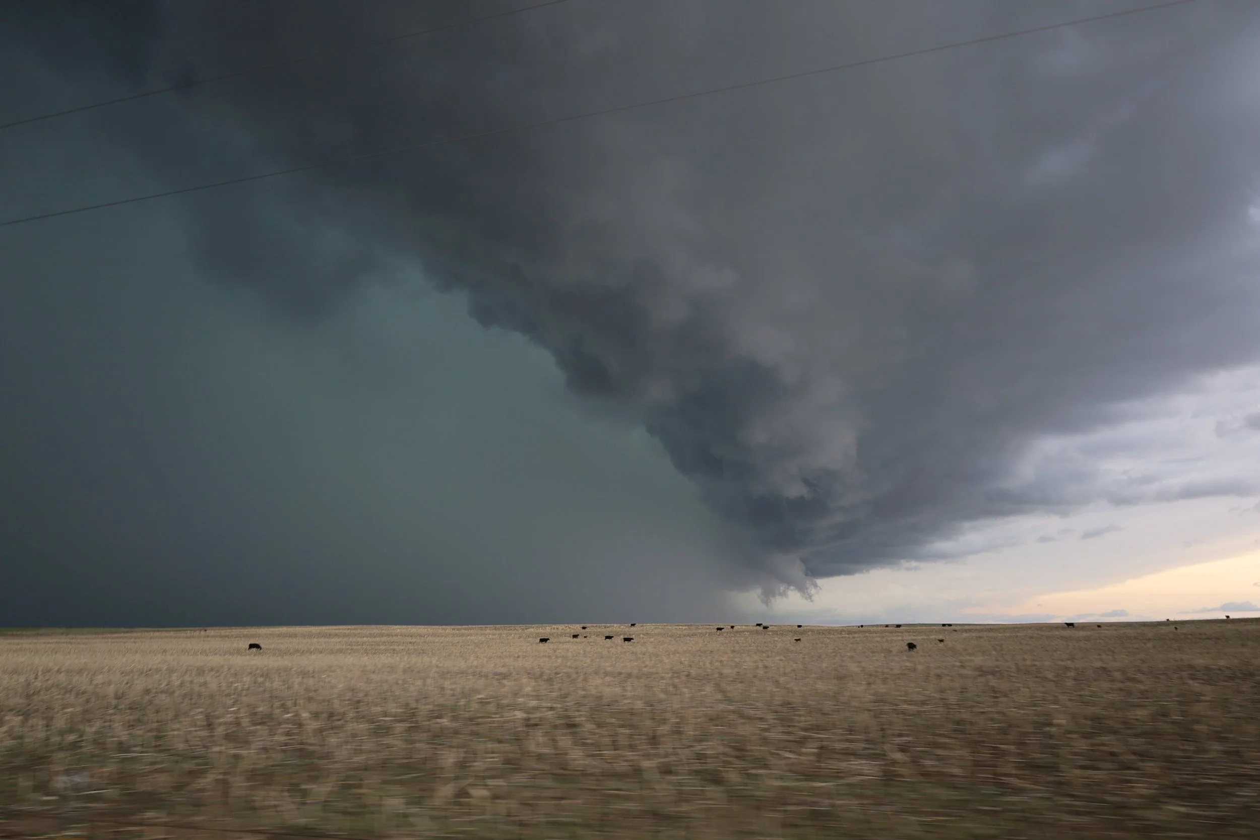 Dark storm clouds gather over an open field with cows grazing, suggesting an approaching thunderstorm.