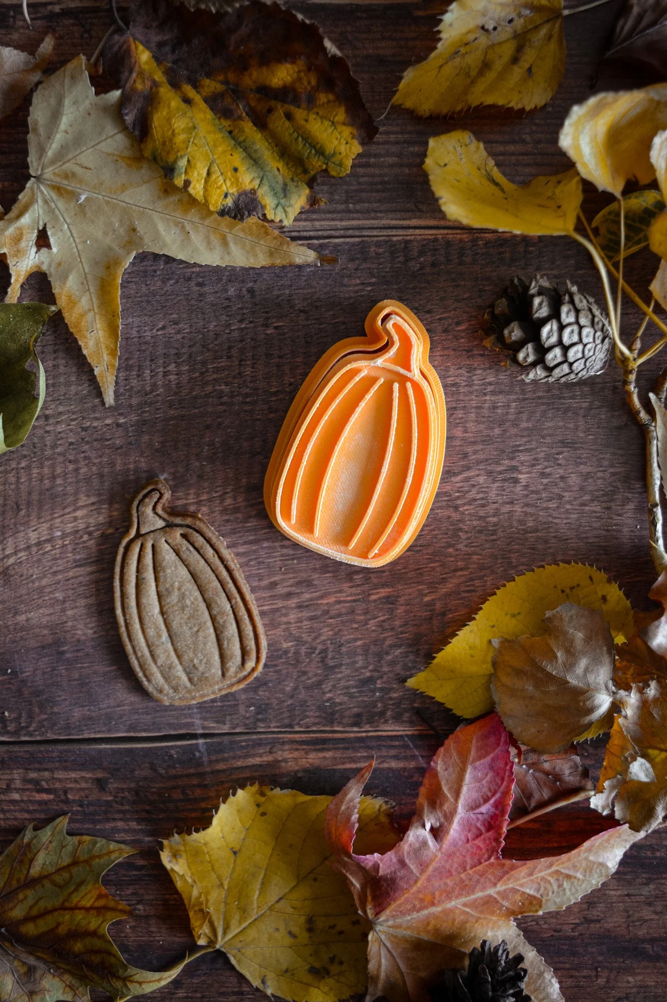 Courge n°6