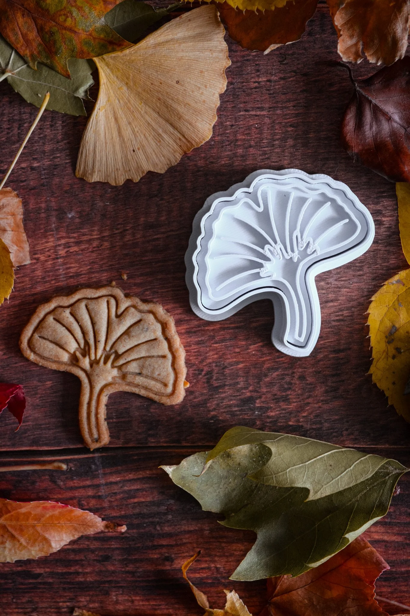 Feuille de ginkgo