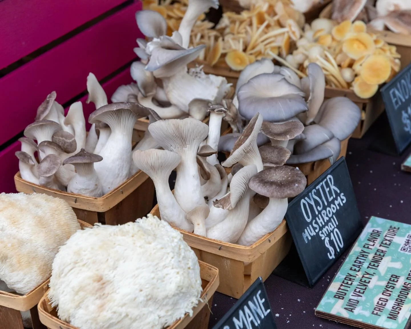 🍄 Discover The Mushroom Shop at the Schenectady Greenmarket this Sunday!
 Locally grown in Upstate NY, they specialize in fresh, chemical-free gourmet mushrooms &mdash; from lion&rsquo;s mane to blue oyster and beyond. Each variety is cultivated wit