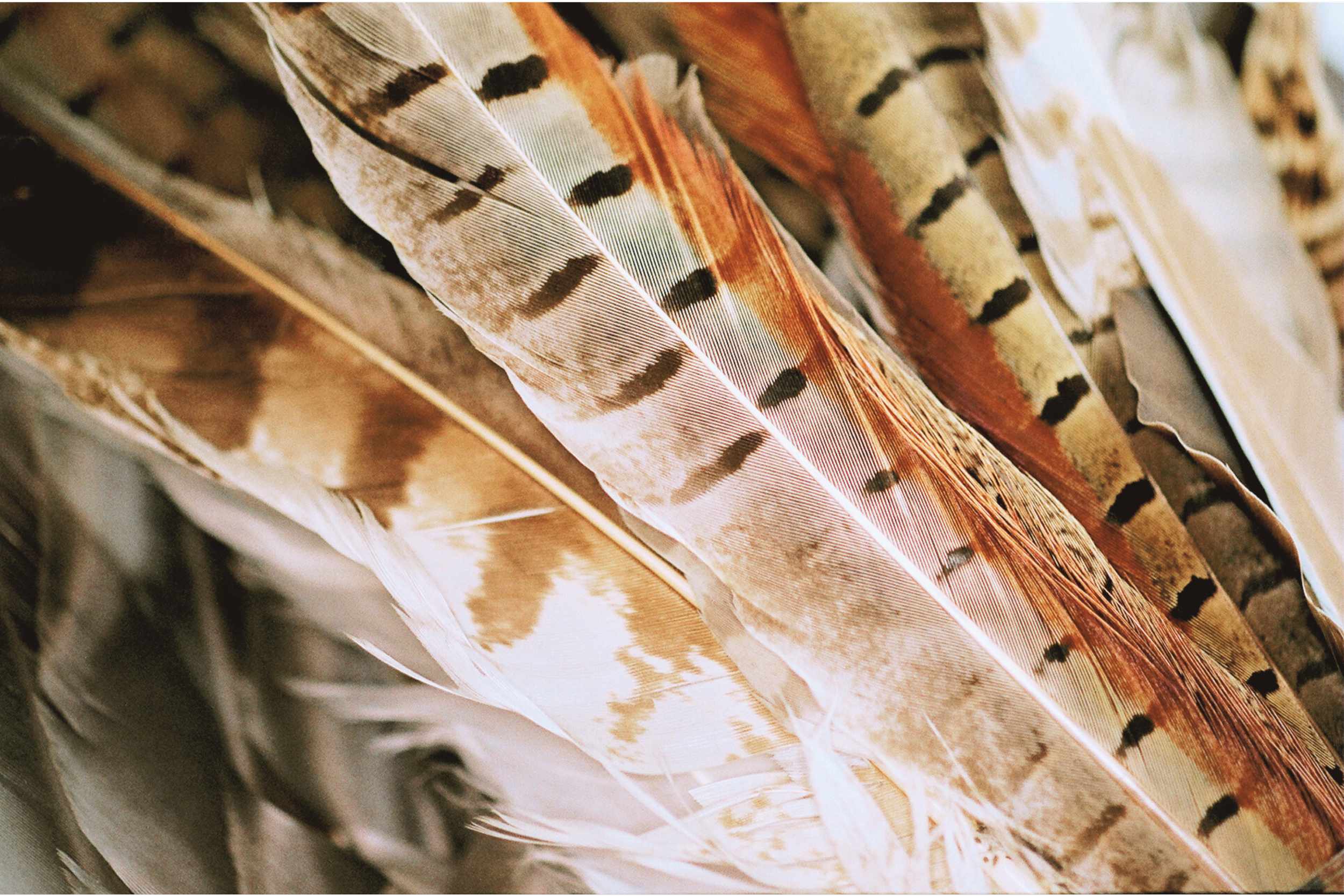 Close-up of colorful feathers with various patterns and shades of brown, tan, white, and black.