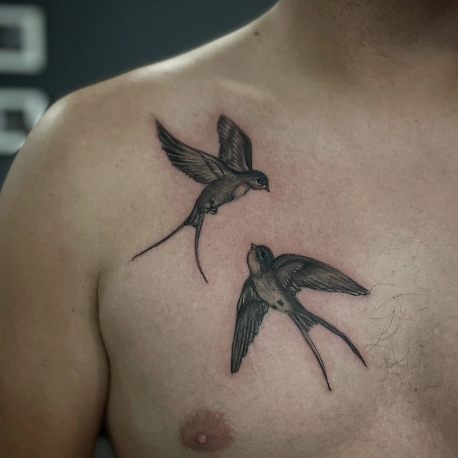 Tattoo of two detailed small birds with long tail feathers on a person's upper chest.