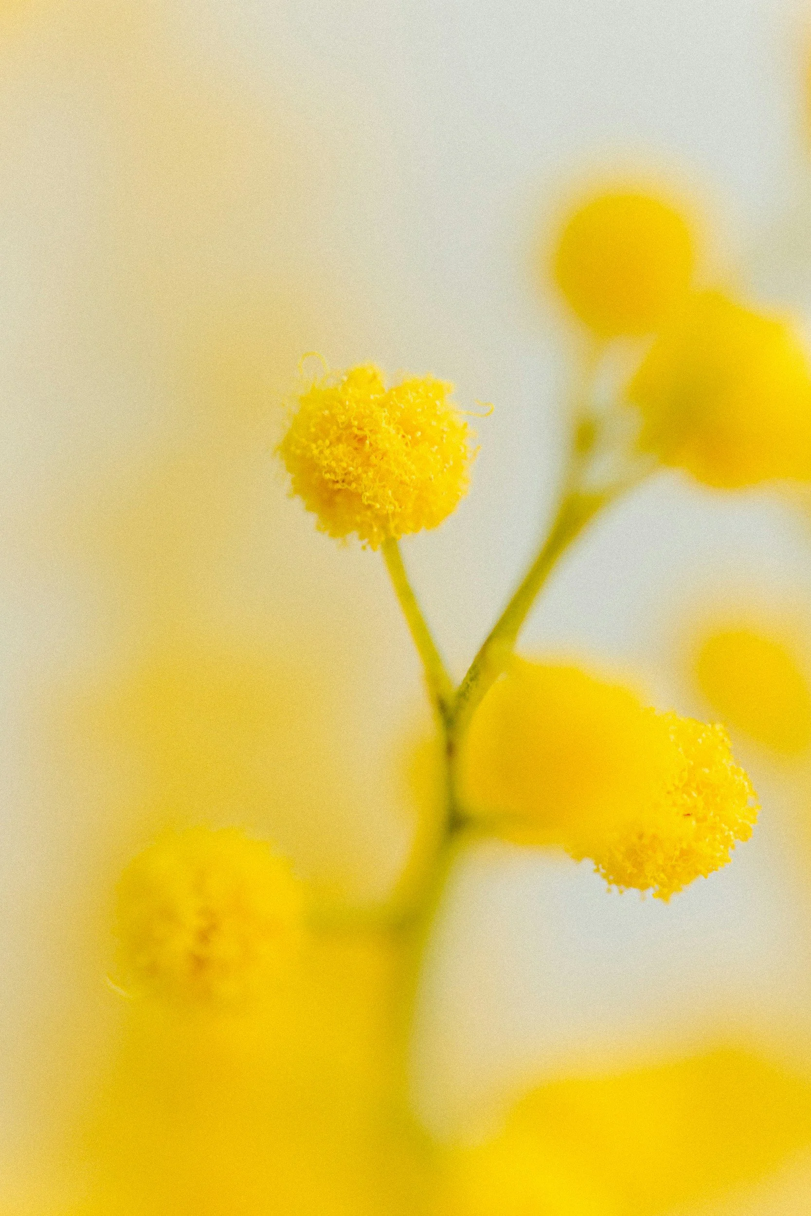Close-up of yellow pollen-covered stamens on a flower with a soft, blurry yellow background.