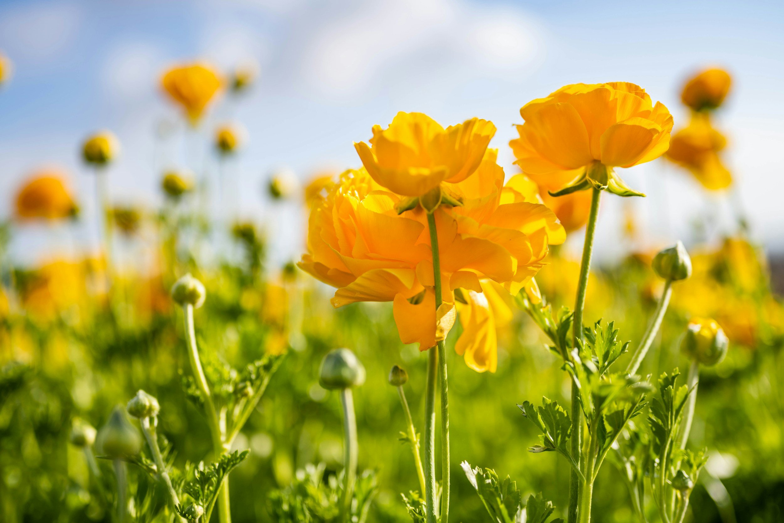image of yellow ranunculus flowers