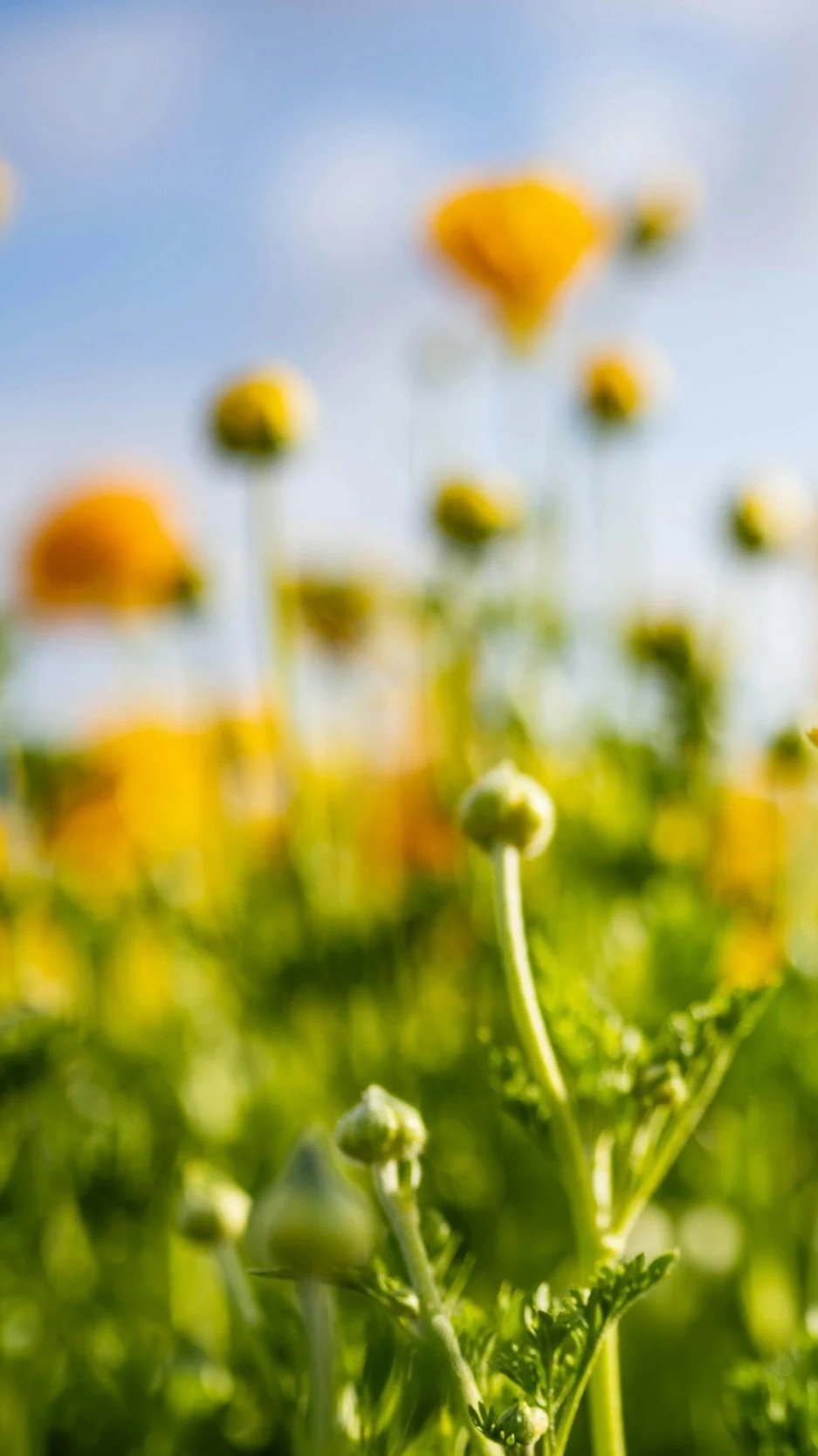Close-up of yellow and white daisy-like flowers in a field with a blue sky in the background.