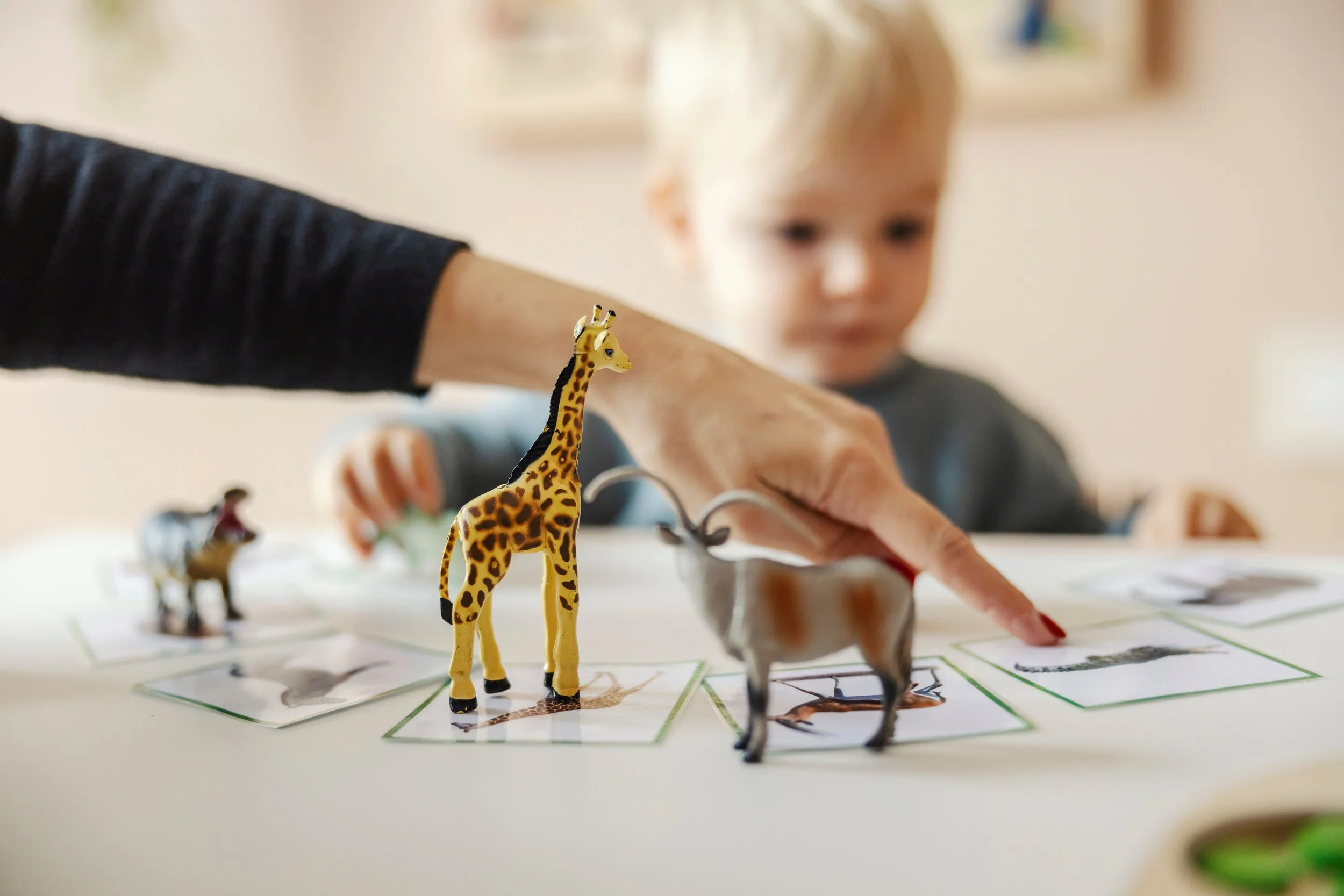 A child playing with toy animal figures and animal picture cards on a table, with an adult’s hand arranging the toys.