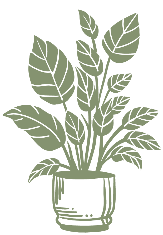 Line drawing of a potted houseplant with large, broad leaves.