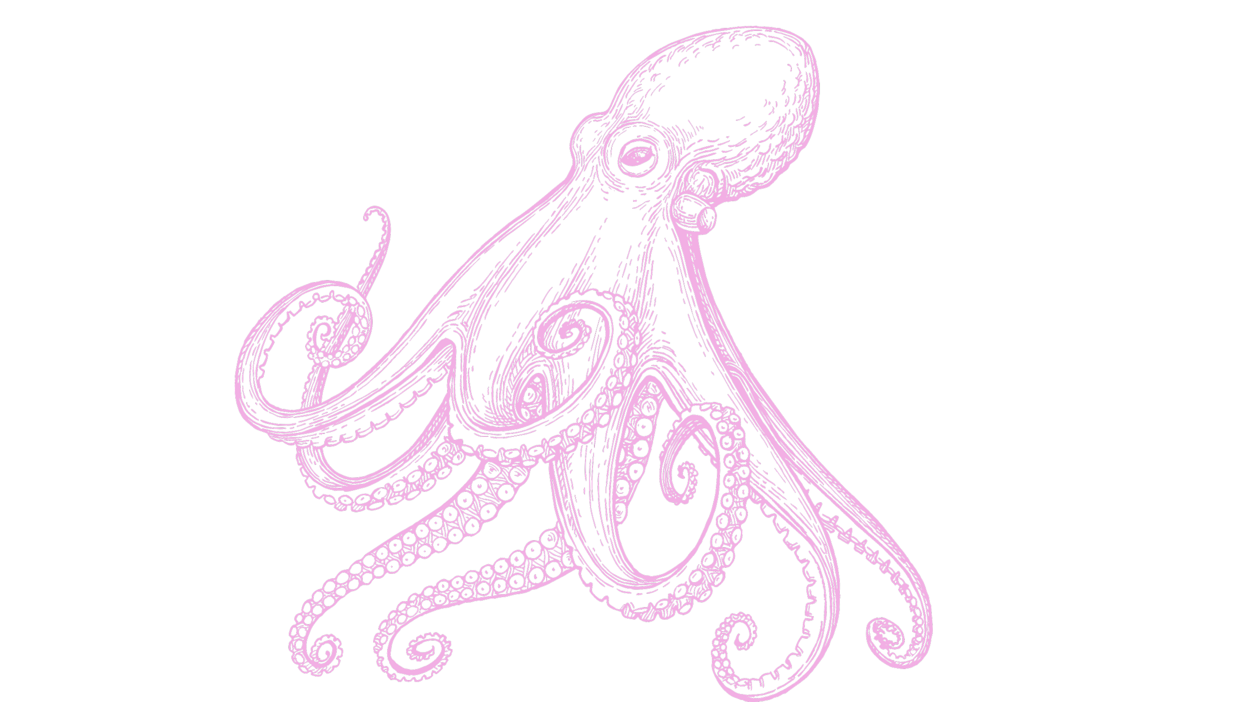 Illustration en ligne de un poulpe en couleur rose foncé sur fond noir.