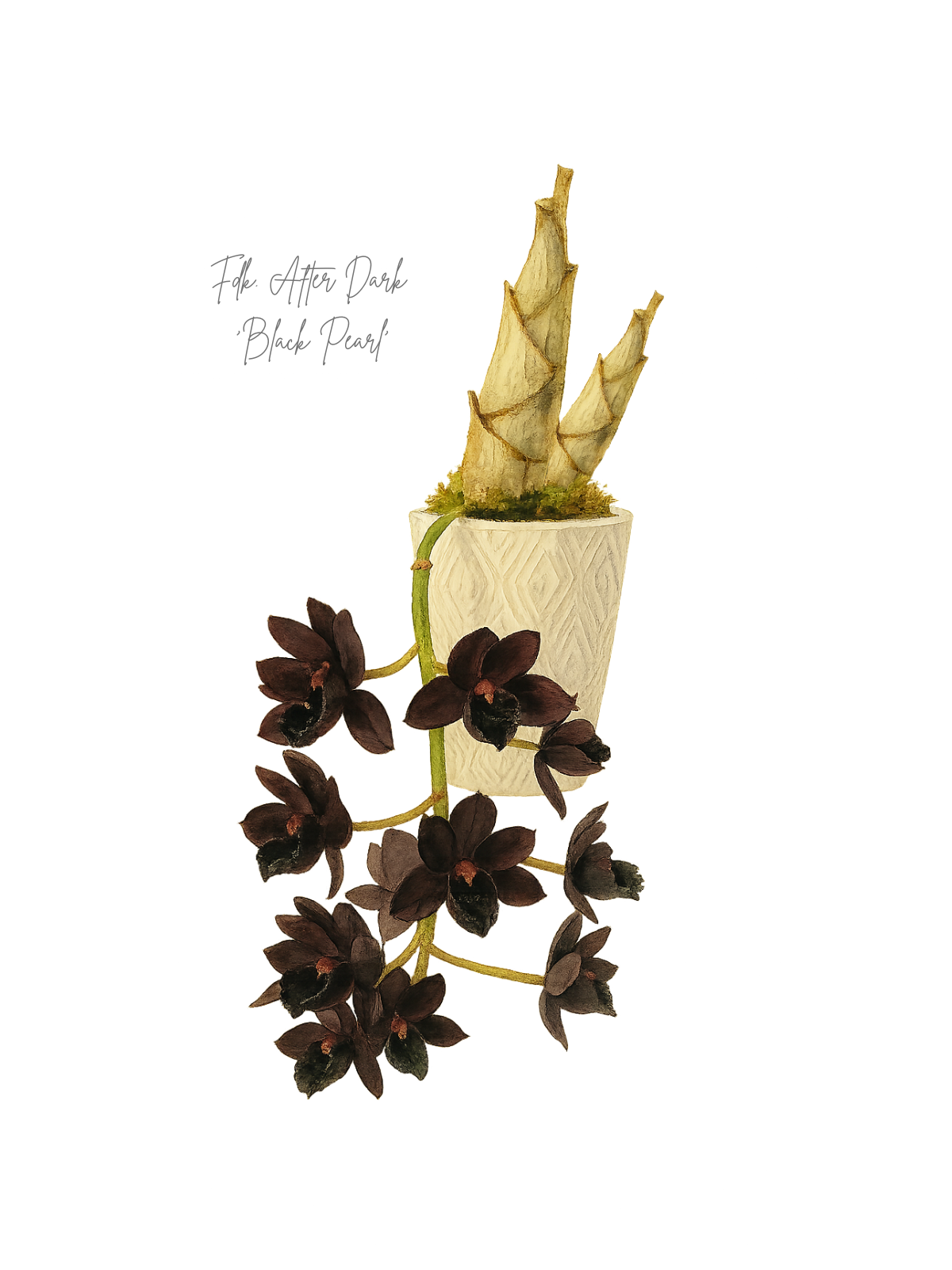 Fdk. After Dark  ‘Black Pearl’