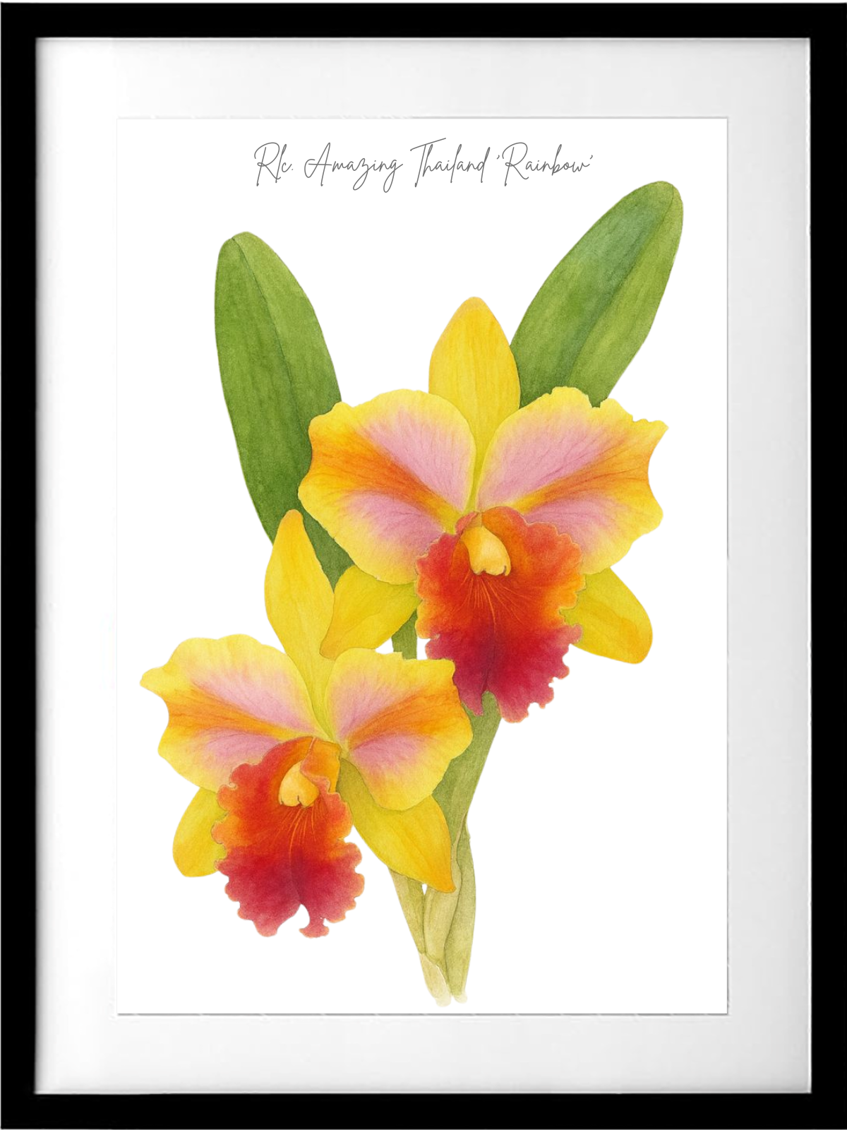 Rlc. Amazing Thailand 'Rainbow'