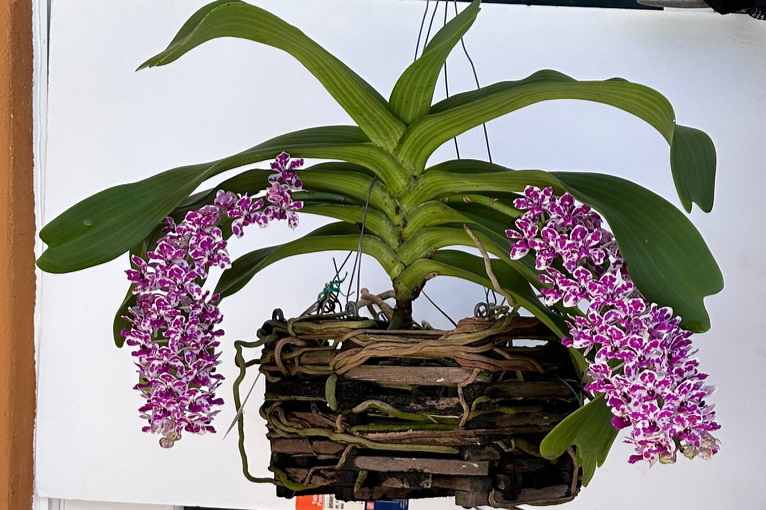 Rhynchostylis gigantea