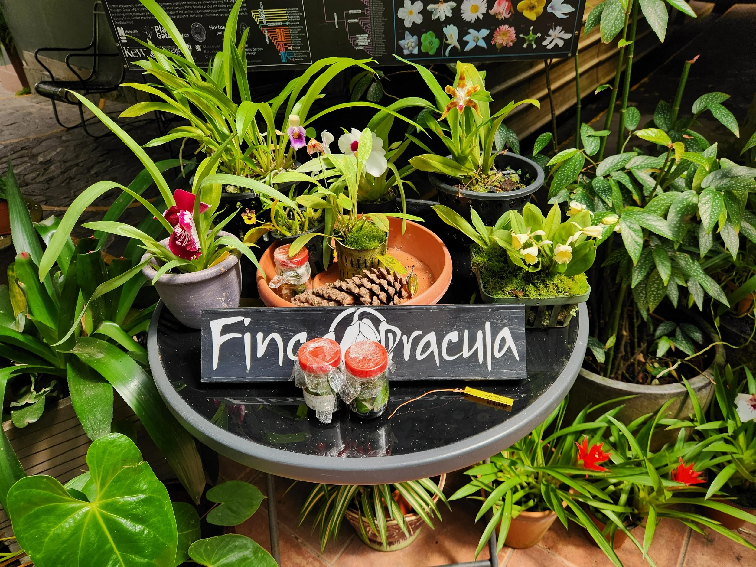 Orchids in the Mist&nbsp;- A visit to Finca Dracula