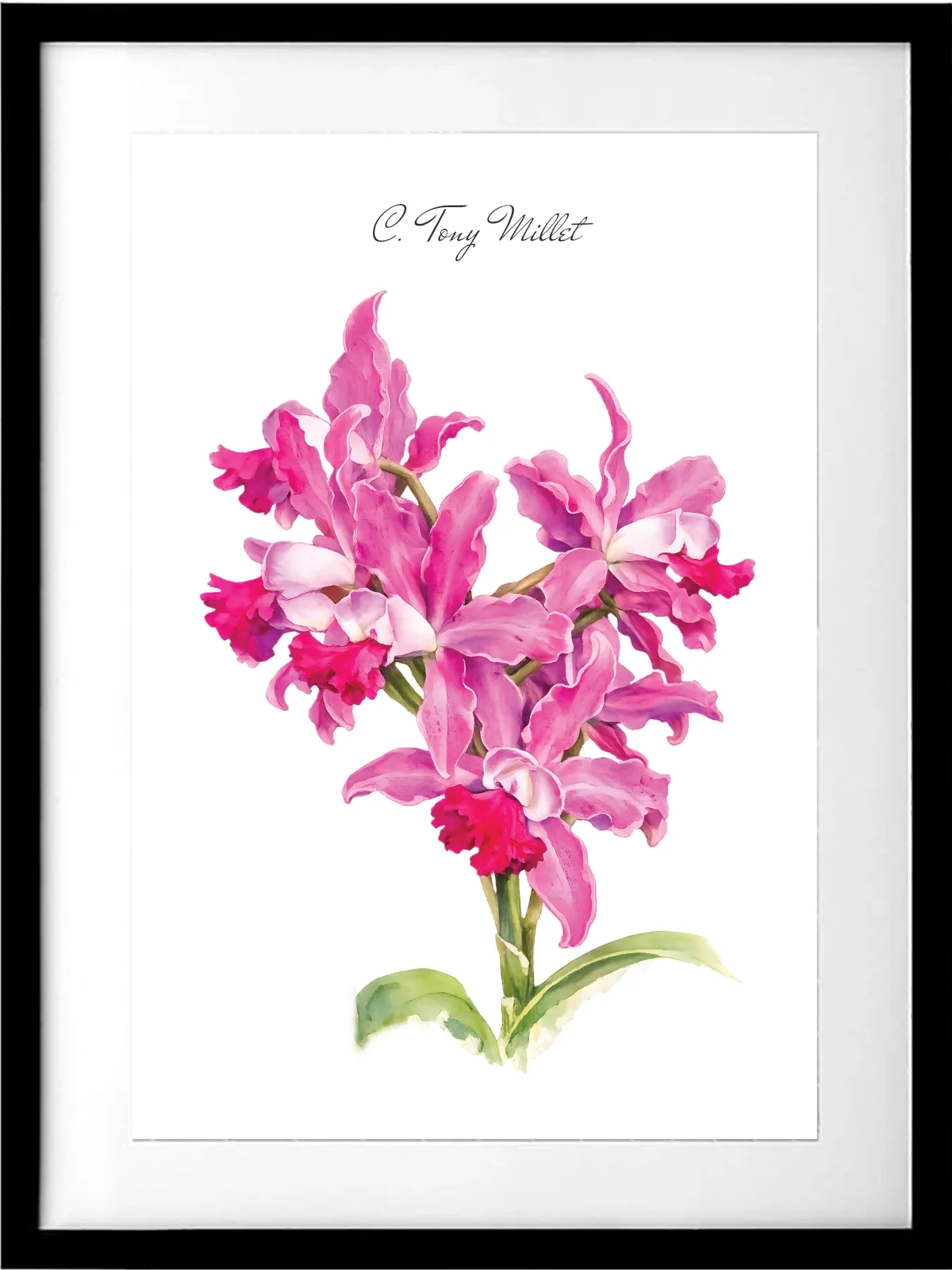 Cattleya Tony Millet Orchid Print - Preorder
