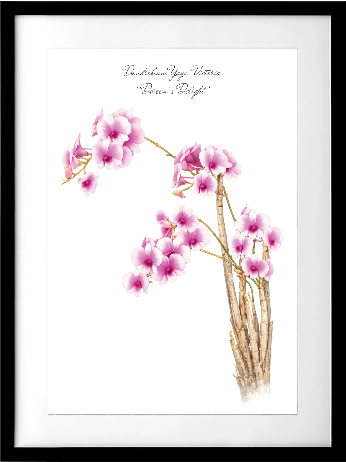 Dendrobrium Yaya Victoria "Doreen's delight" Print - Preorder