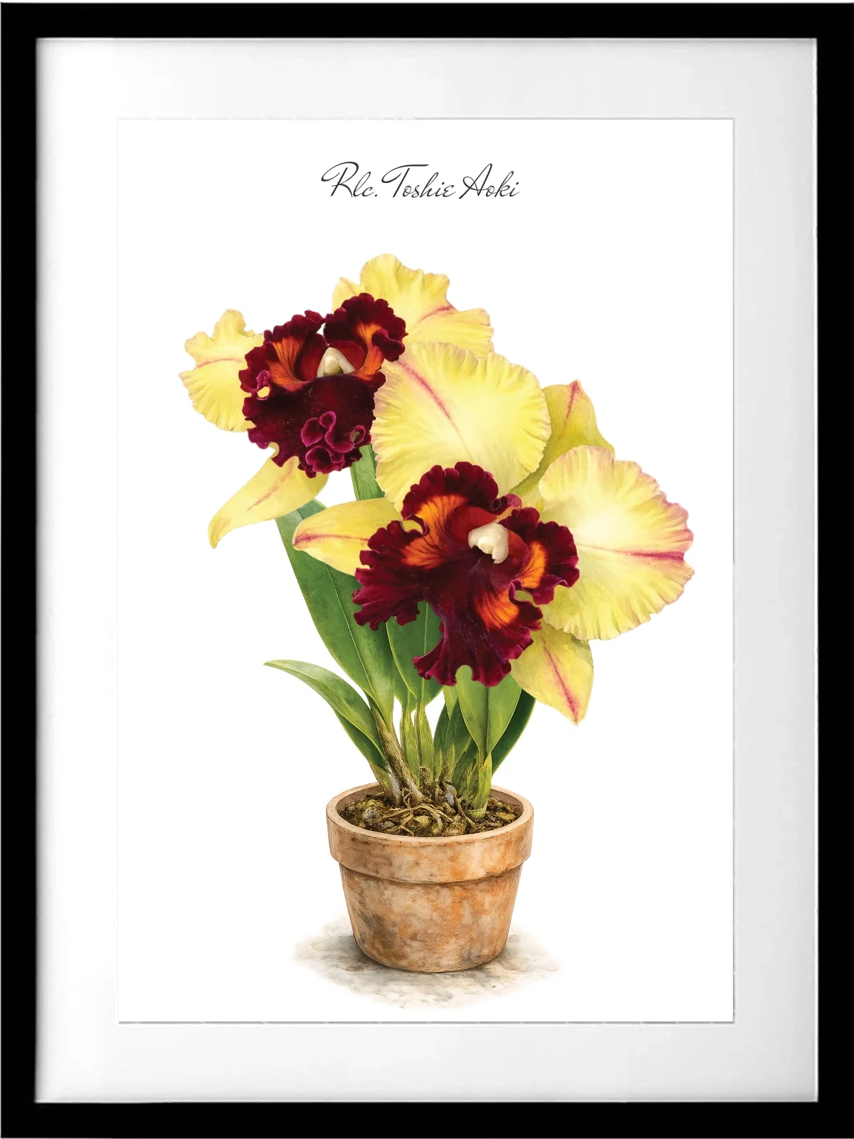 Rlc. Toshie Aoki Orchid Print - Preorder